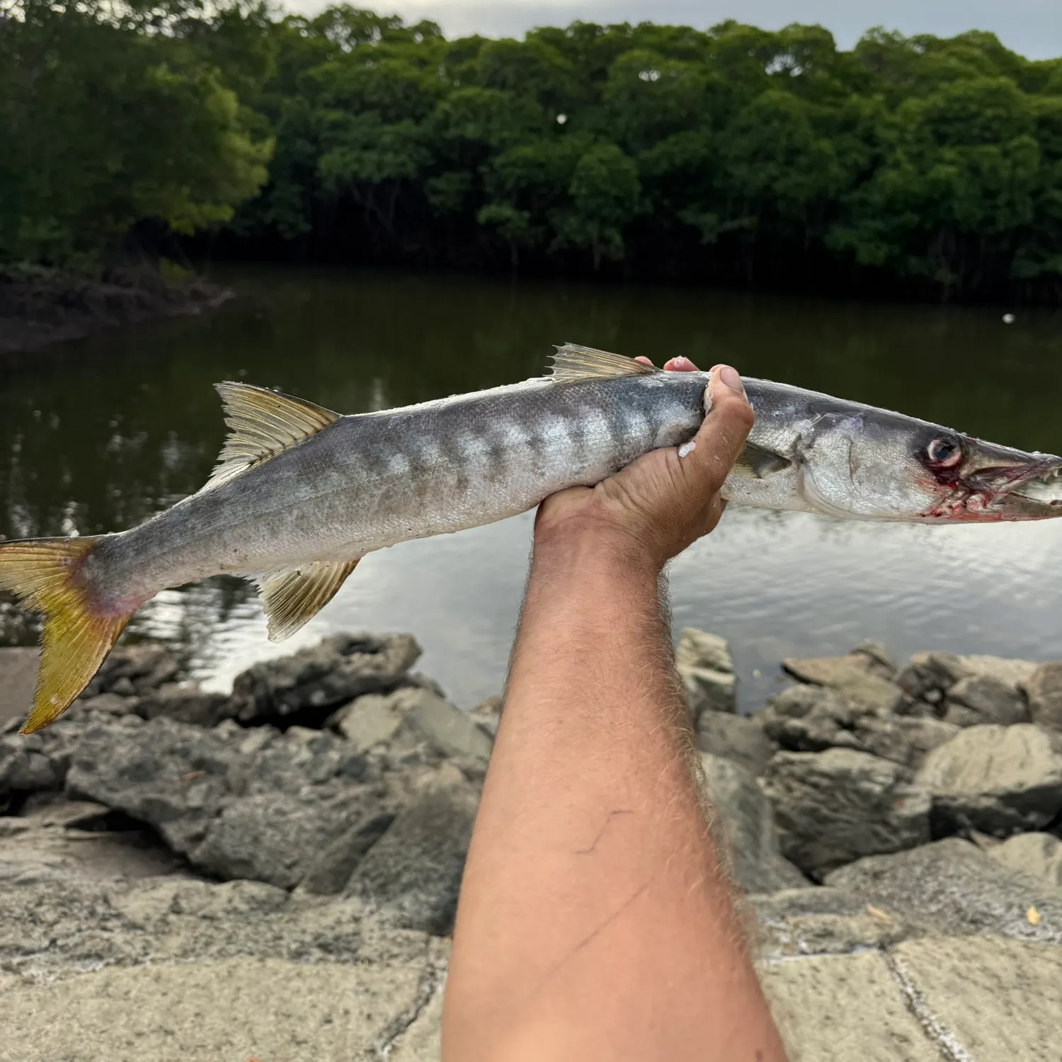 The most recent Pickhandle barracuda catches on Fishbrain