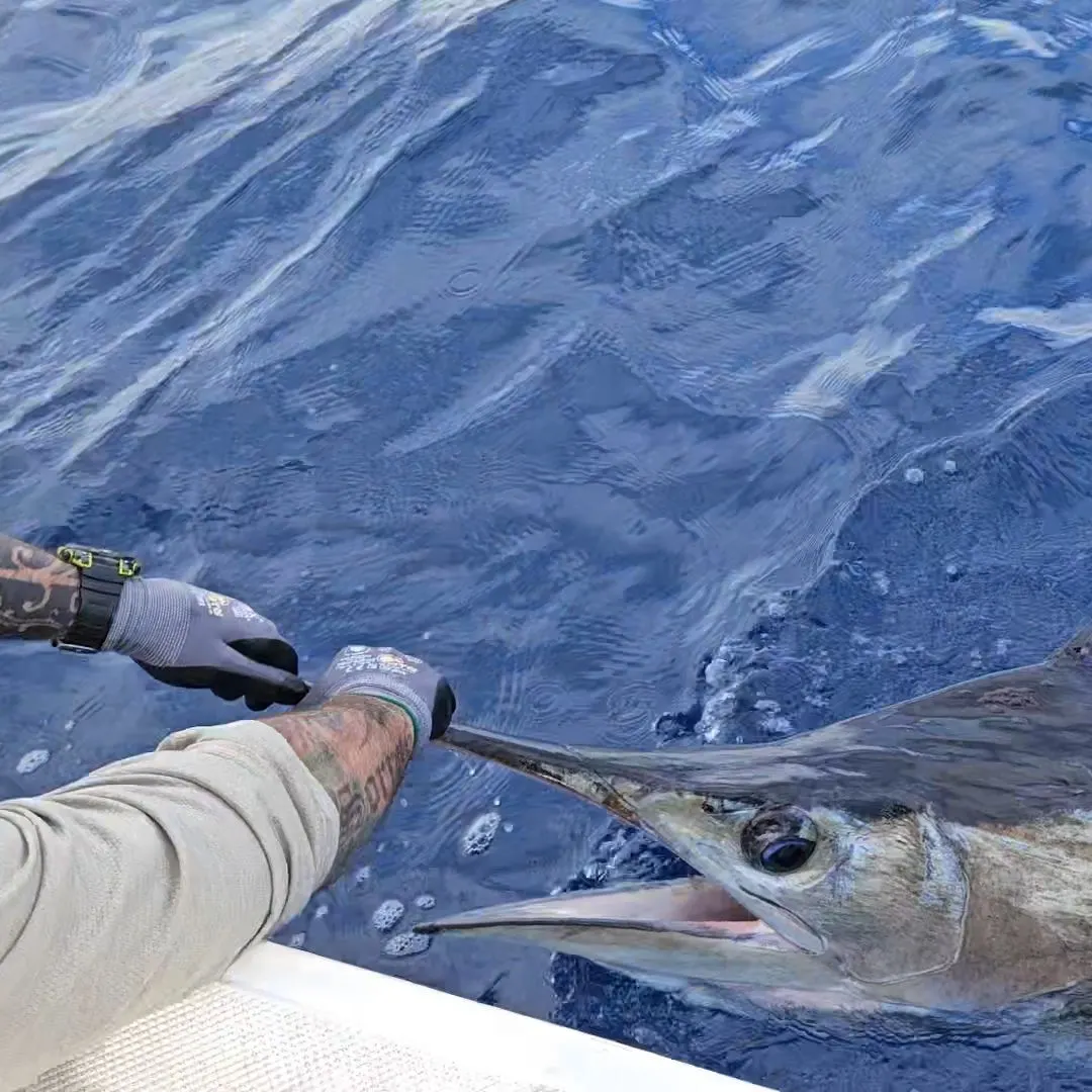The most recent Striped marlin catches on Fishbrain