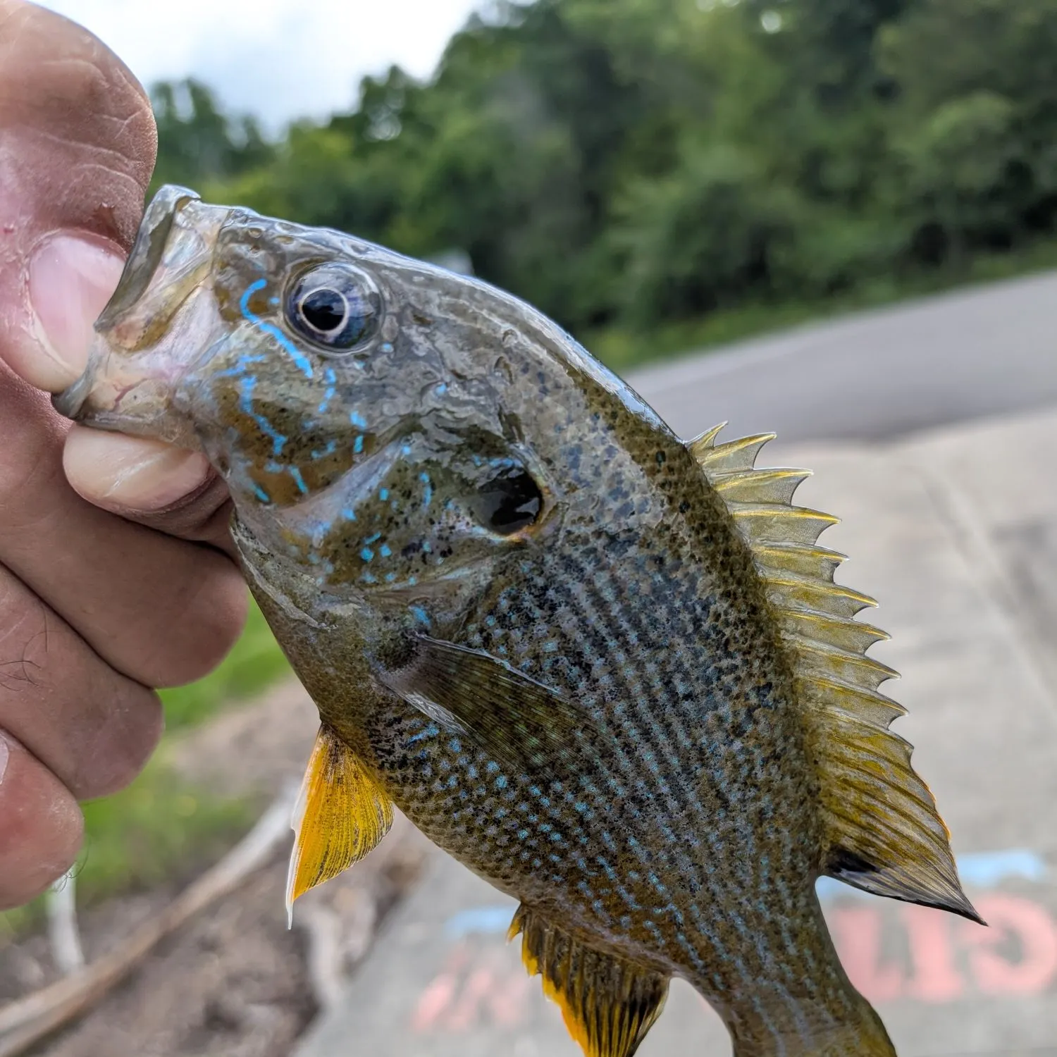 Green sunfish caught on Fishbrain