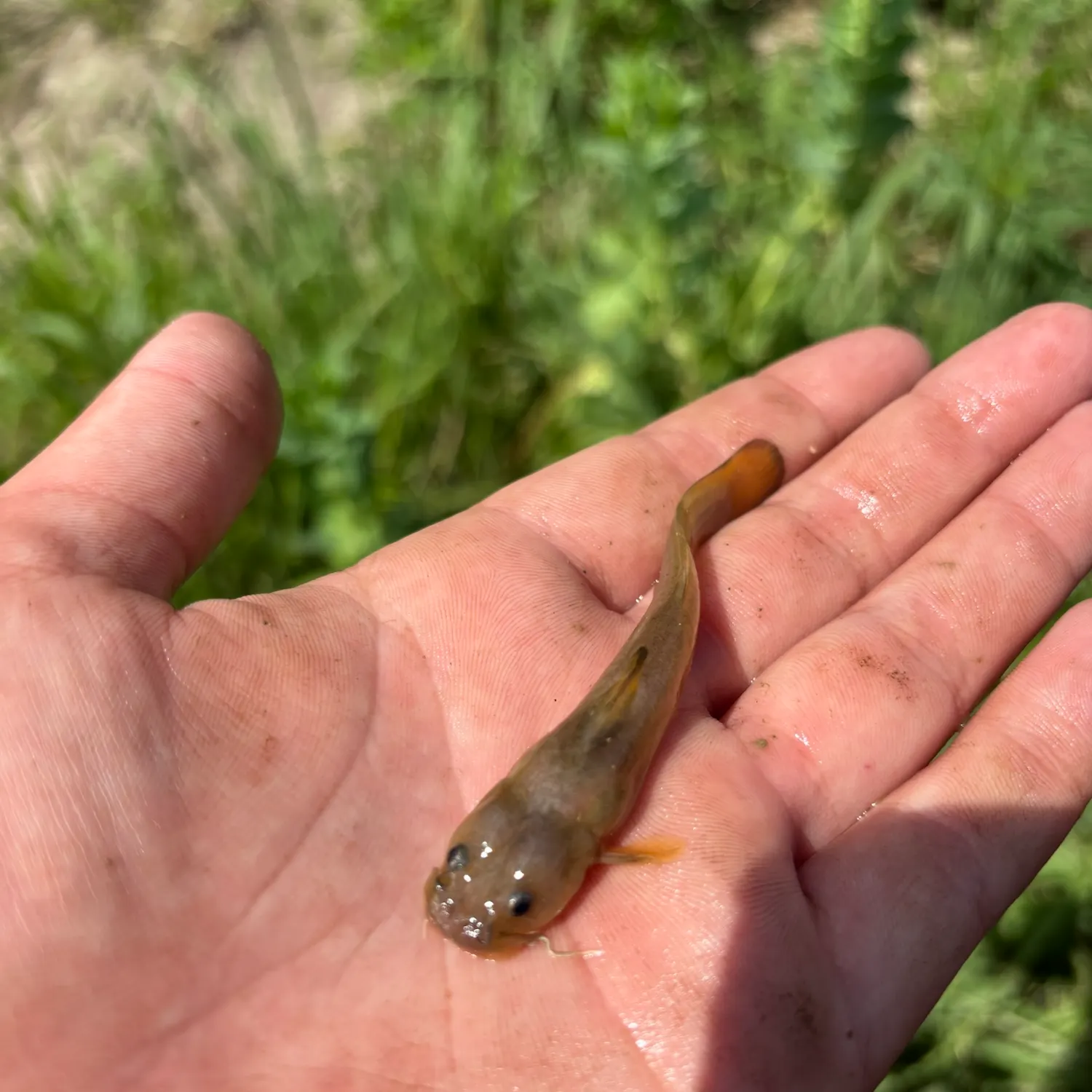 The most recent Margined madtom catches on Fishbrain