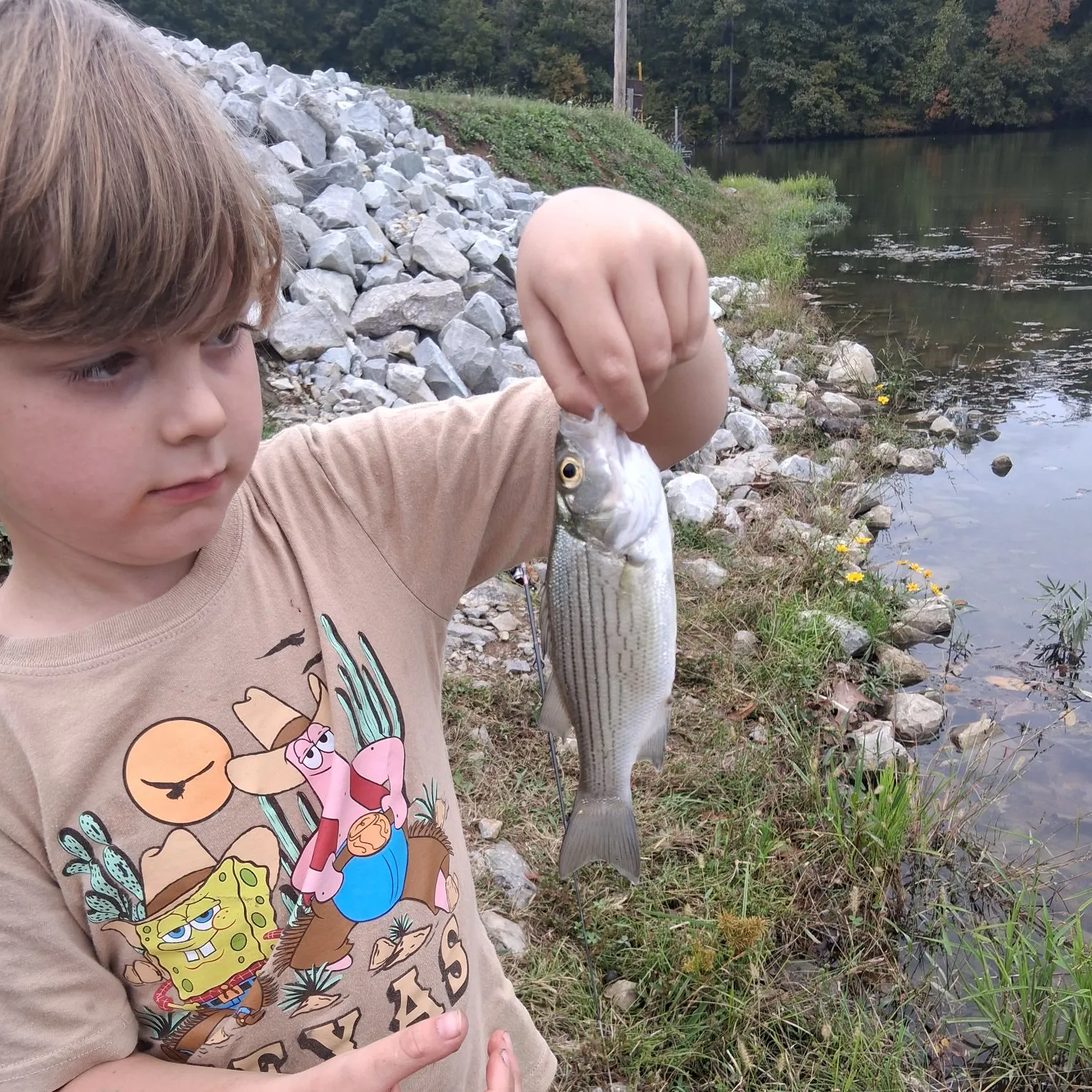 White bass caught on Fishbrain
