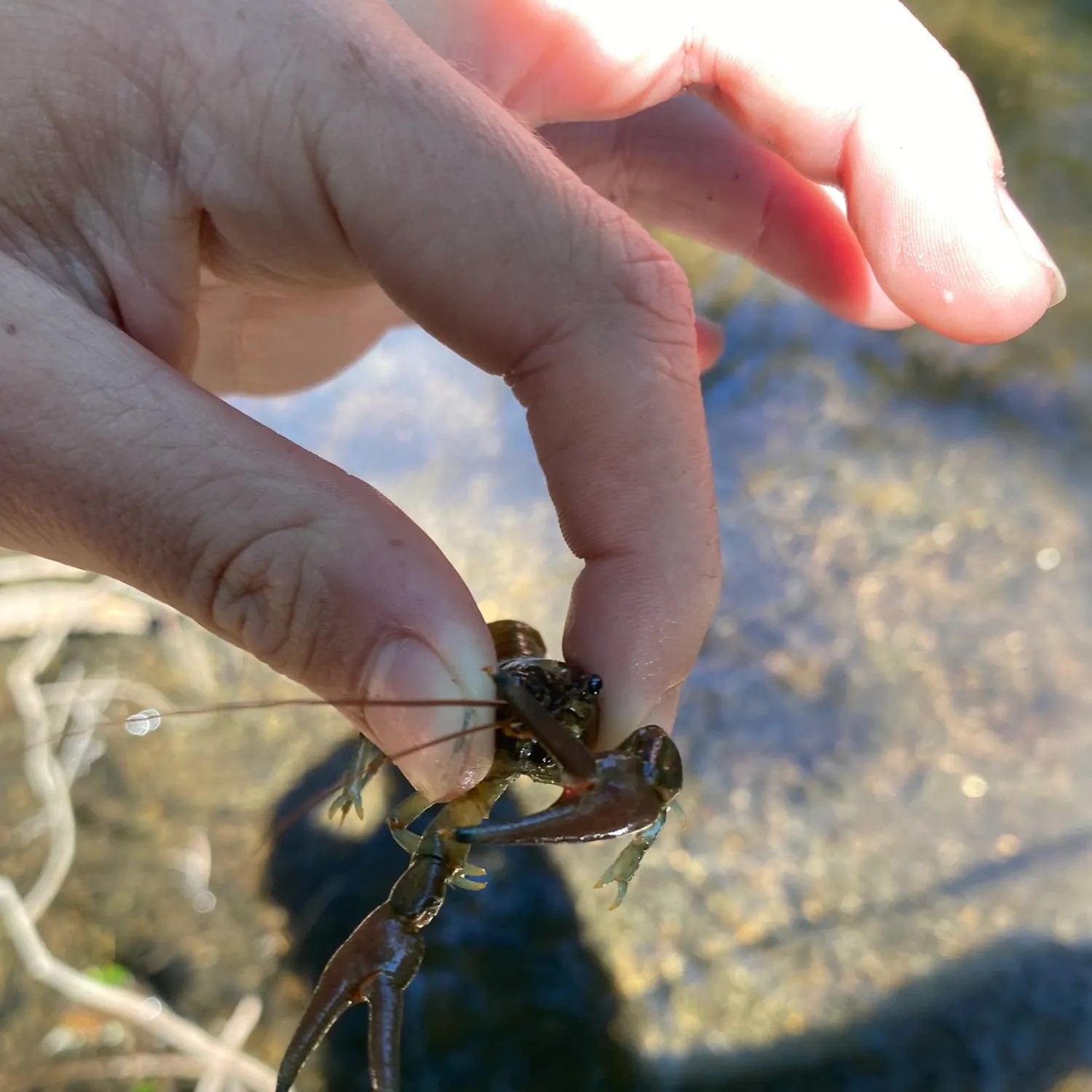 Northern clearwater crayfish caught on Fishbrain