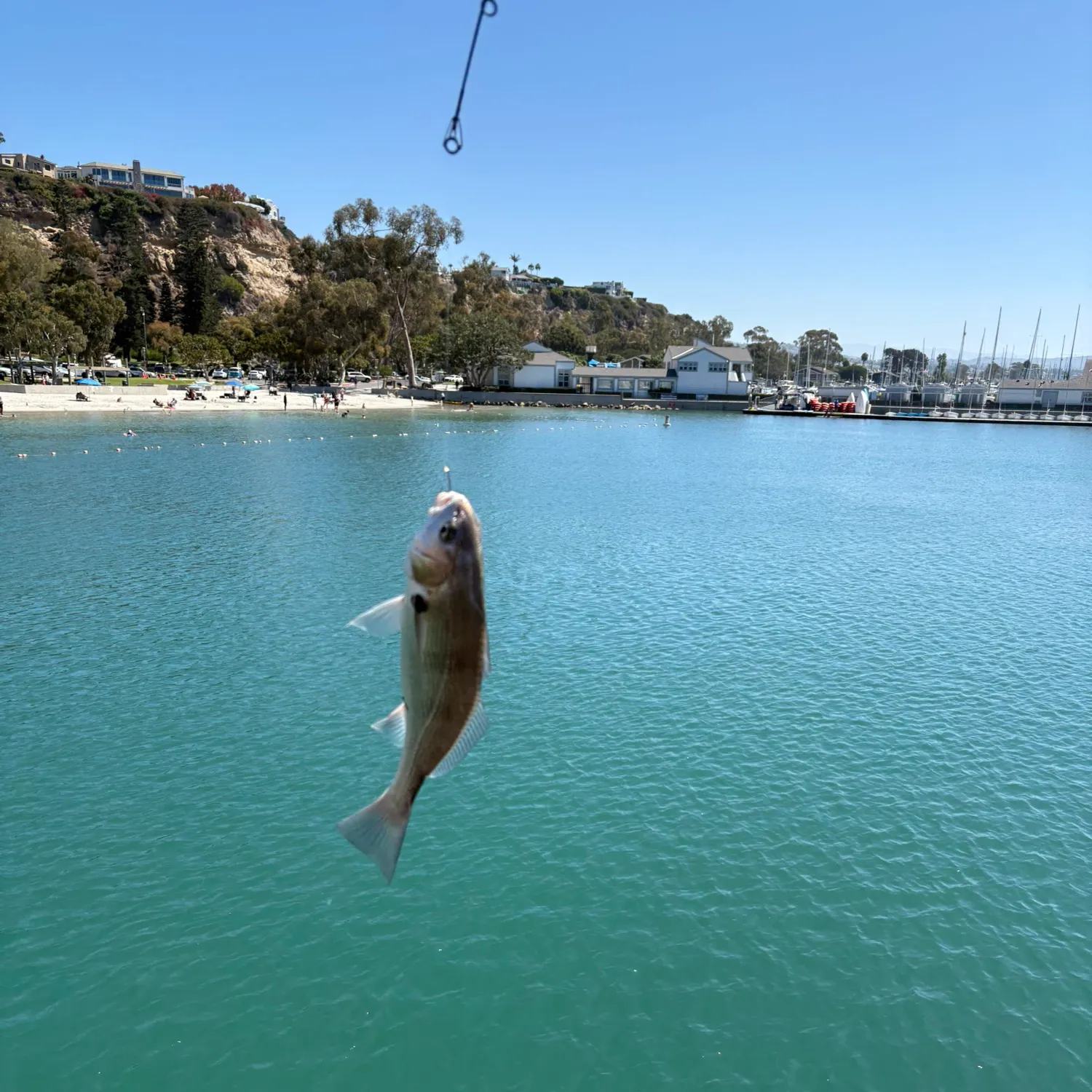 Fish caught on Fishbrain