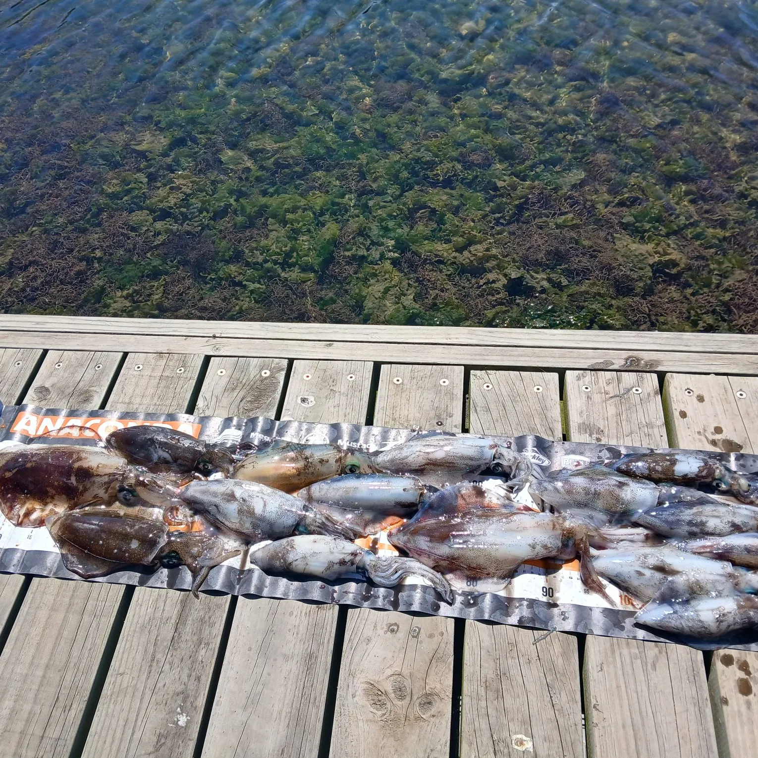 Southern calamari caught on Fishbrain