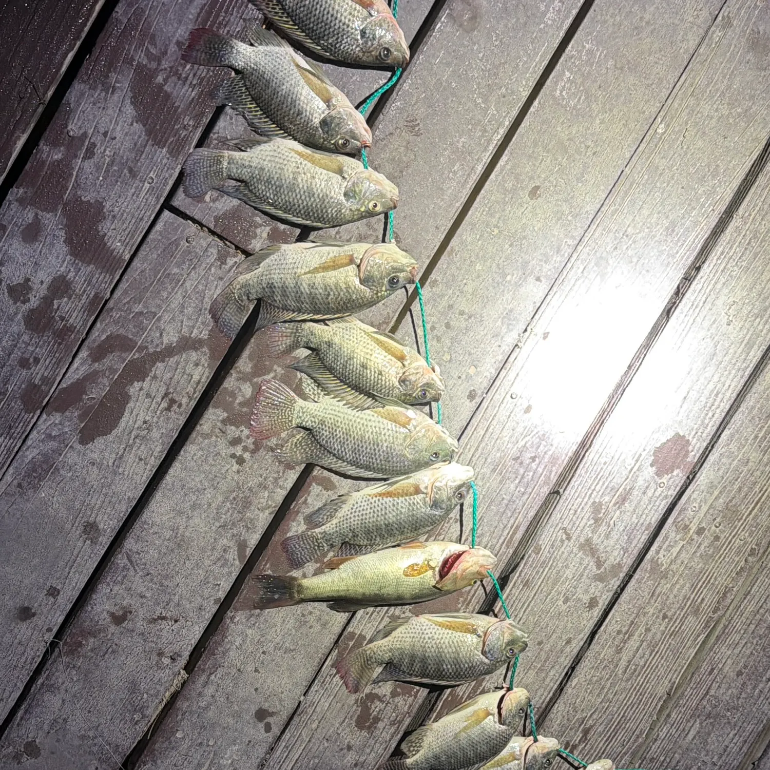 recently logged catches