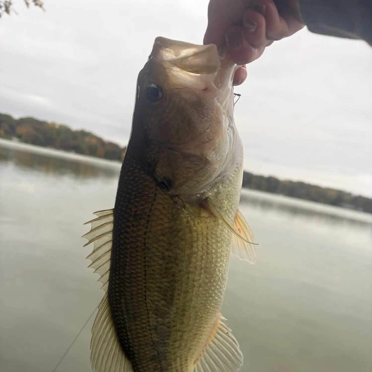 Largemouth bass caught on Fishbrain