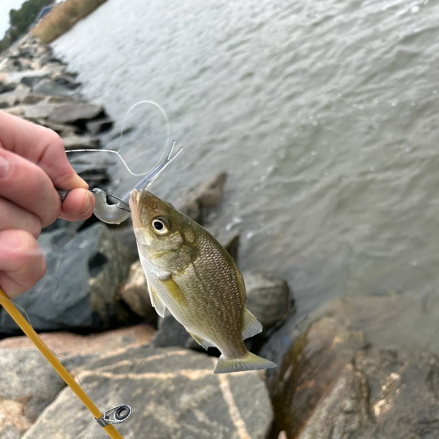 White perch caught on Fishbrain