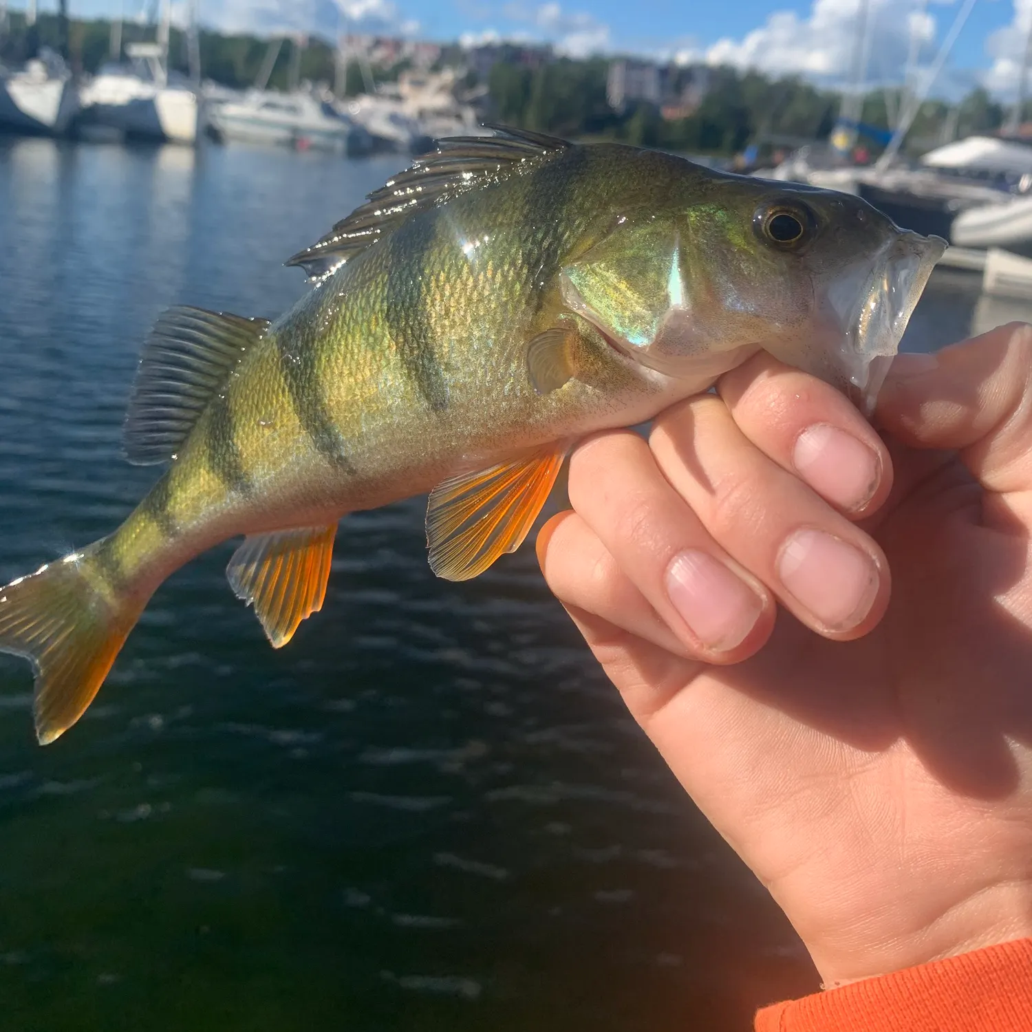 European perch caught on Fishbrain