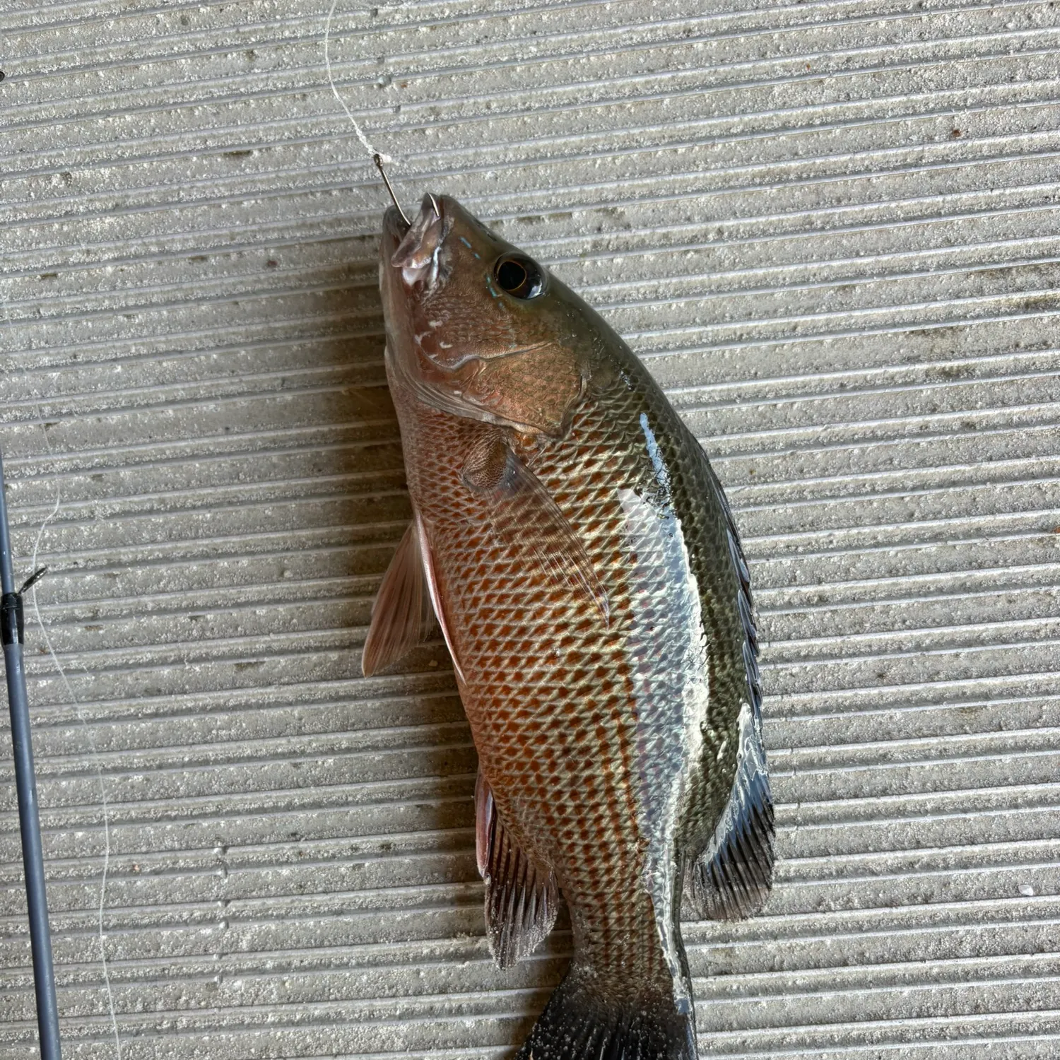 Mangrove snapper caught on Fishbrain