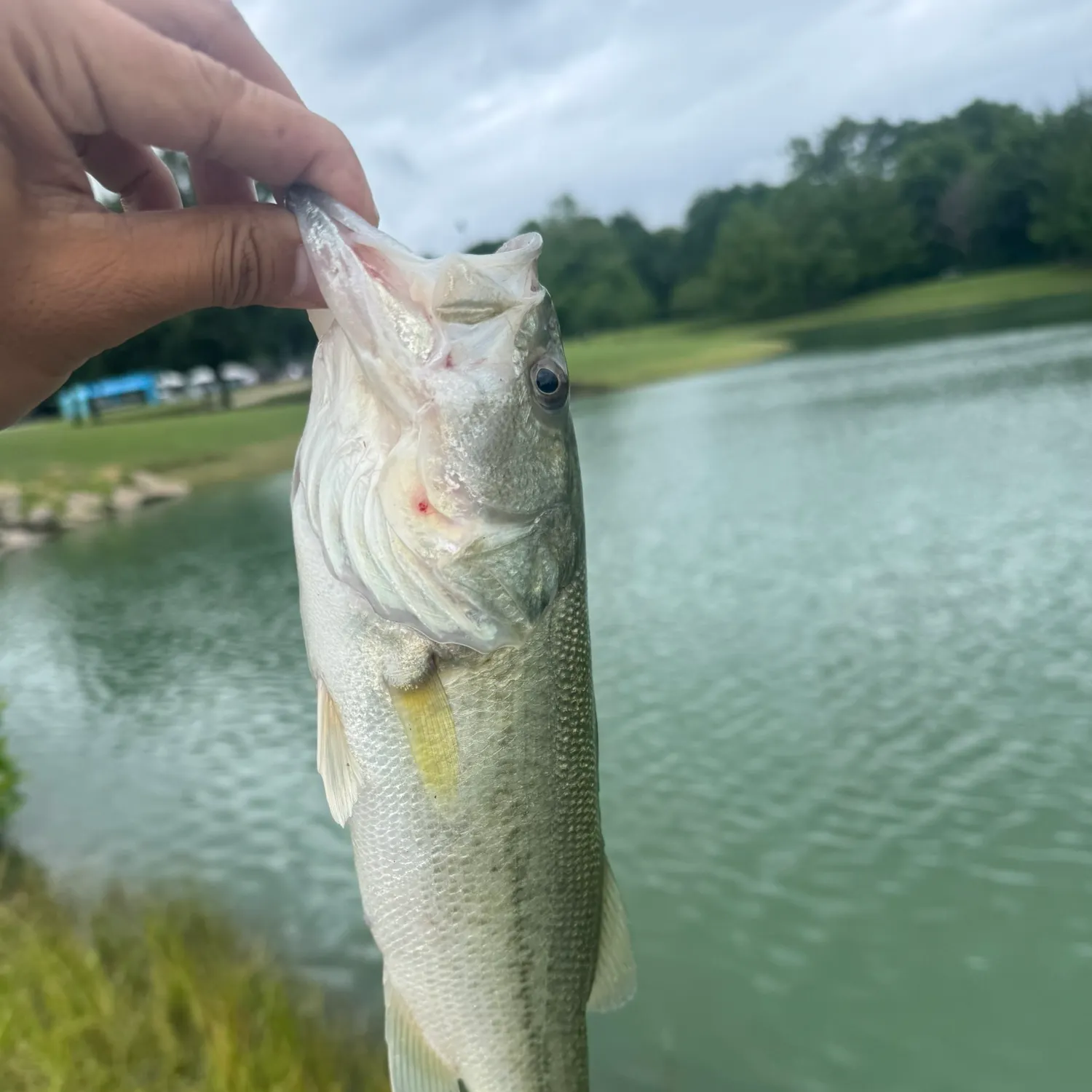 cool names for fishing lures Best Bass Fishing Lures (Secrets Revealed)