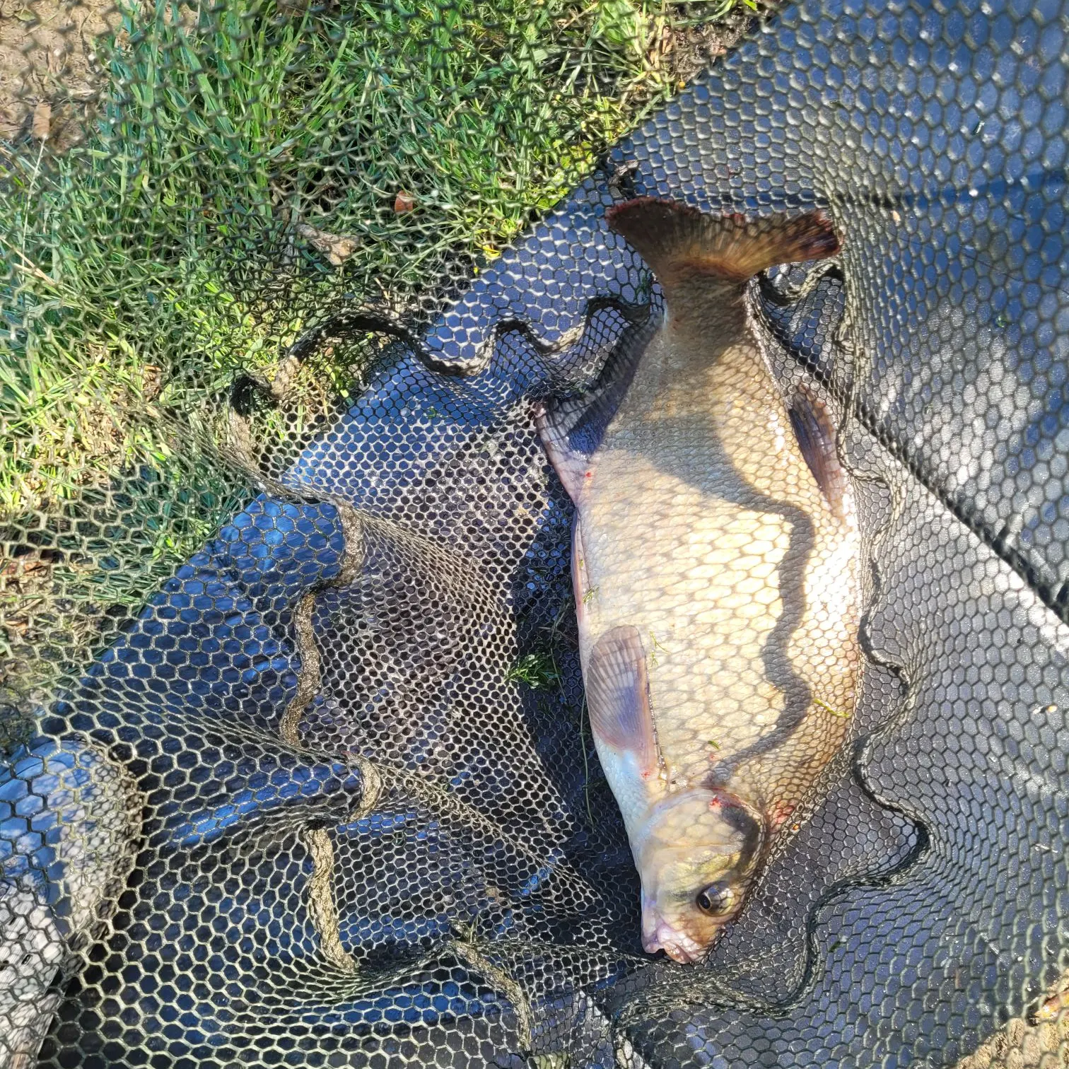 Common bream caught on Fishbrain