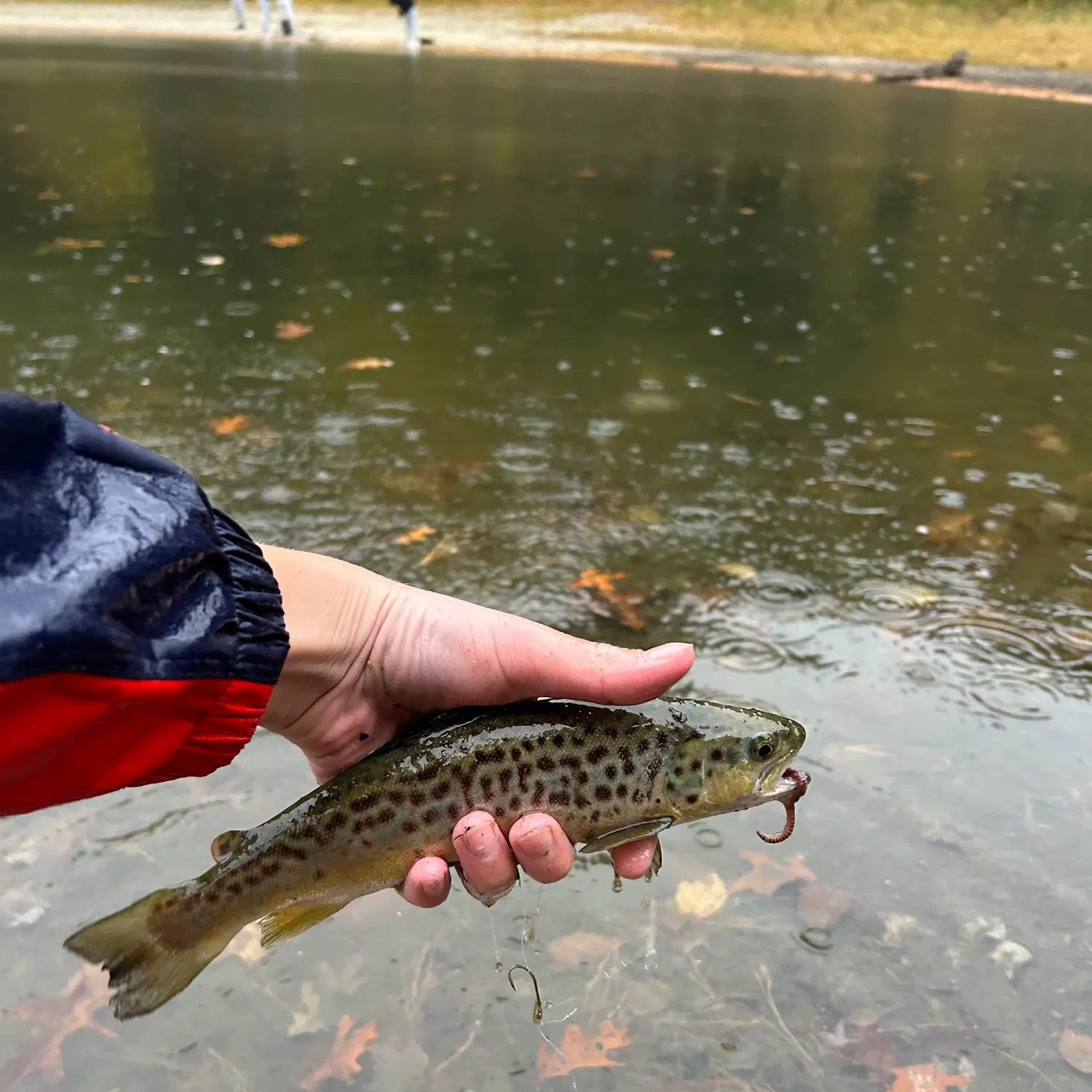Brown trout caught on Fishbrain