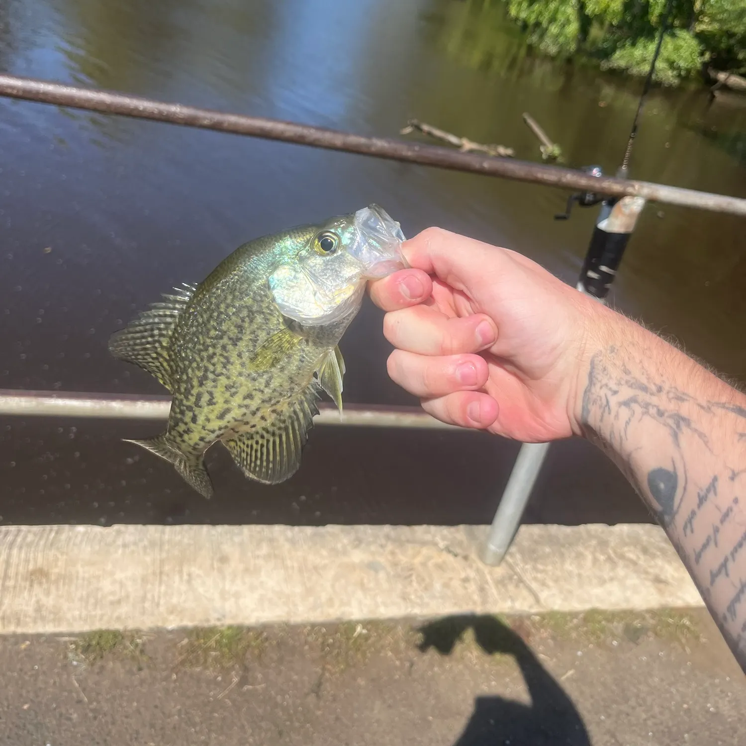 Black crappie caught on Fishbrain