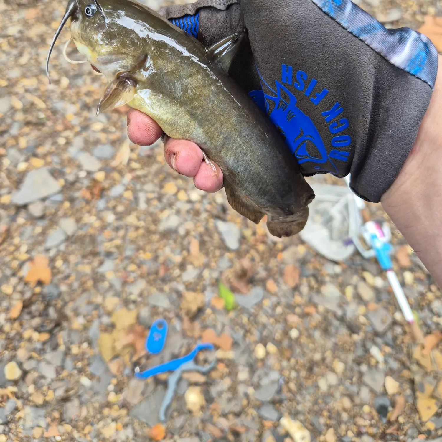 Yellow bullhead caught on Fishbrain