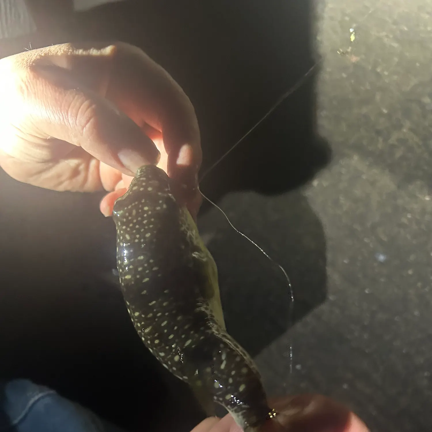 The most recent Shōsai pufferfish catches on Fishbrain