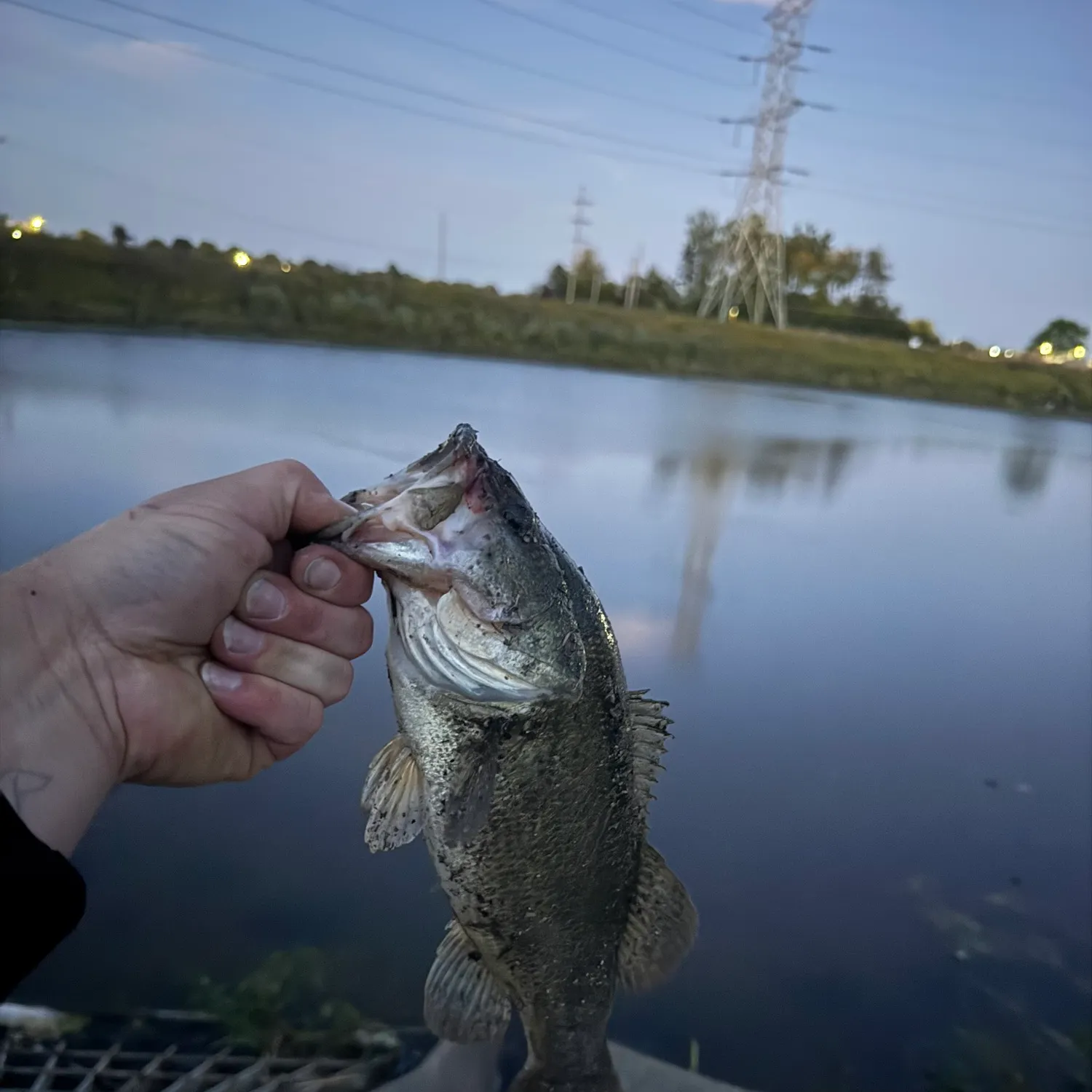 Largemouth bass caught on Fishbrain