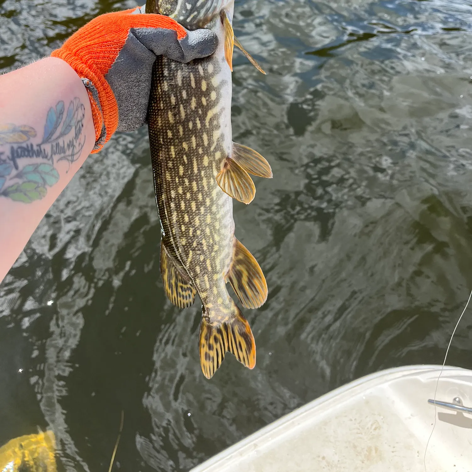 recently logged catches