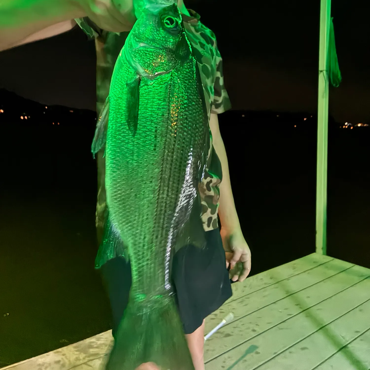 White bass caught on Fishbrain