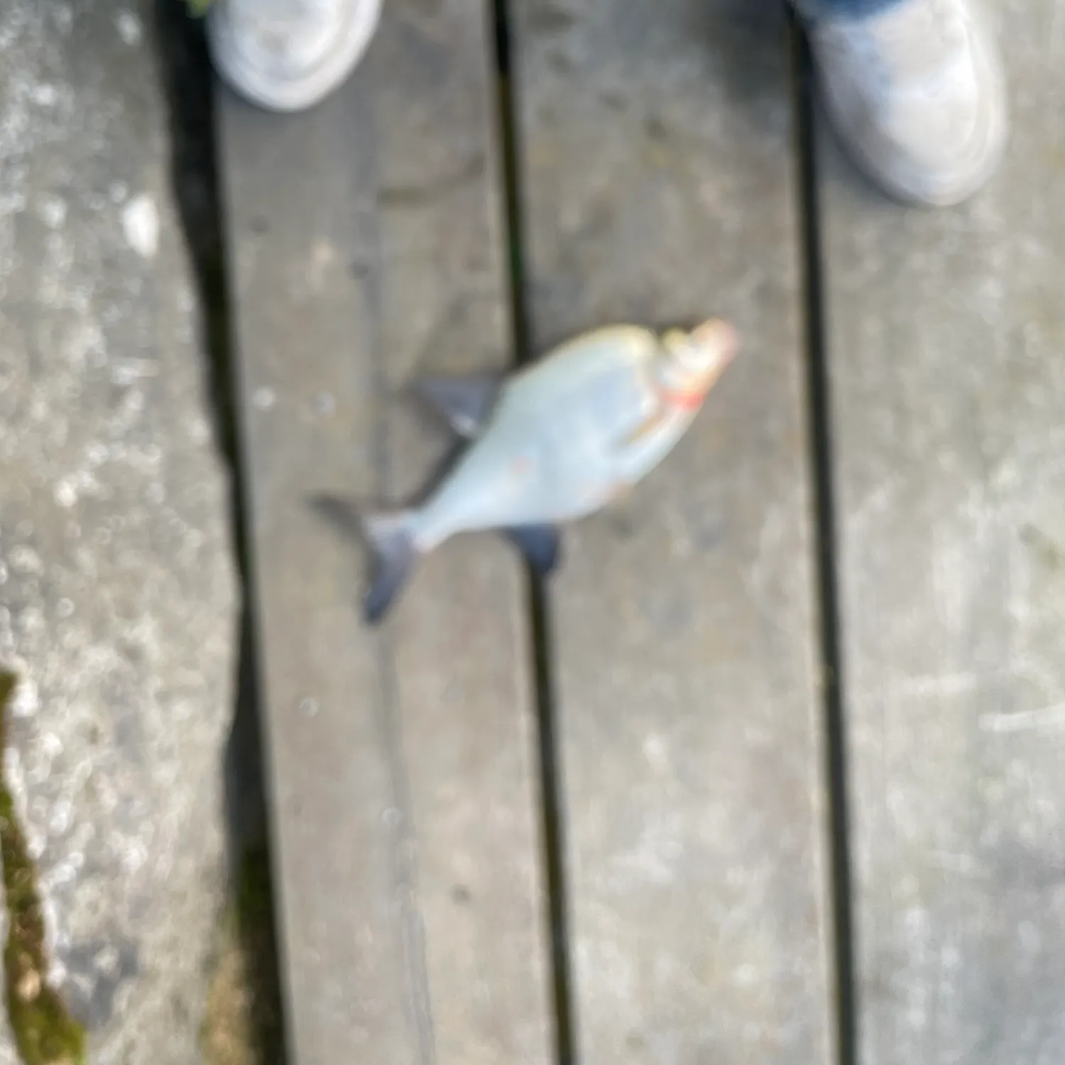 The most recent White bream catches on Fishbrain