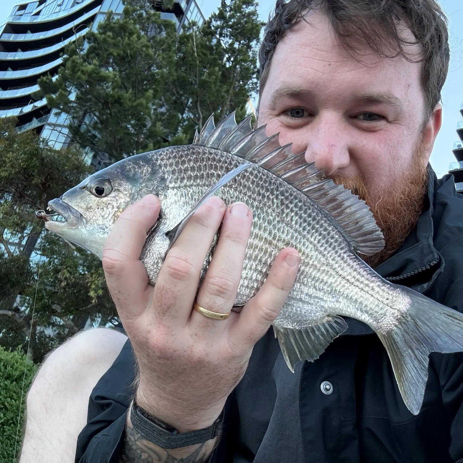 Southern black bream caught on Fishbrain