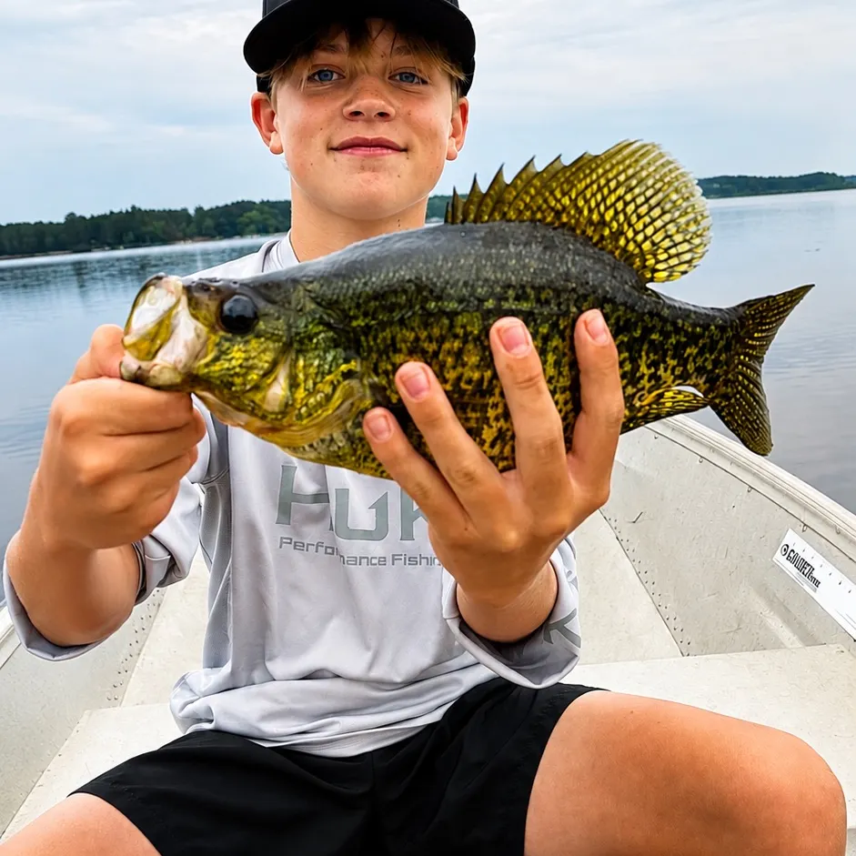Black crappie caught on Fishbrain