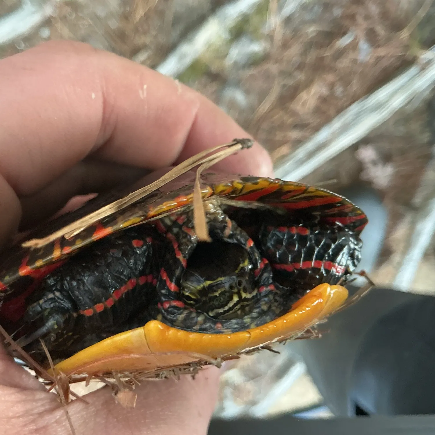 Painted turtle caught on Fishbrain