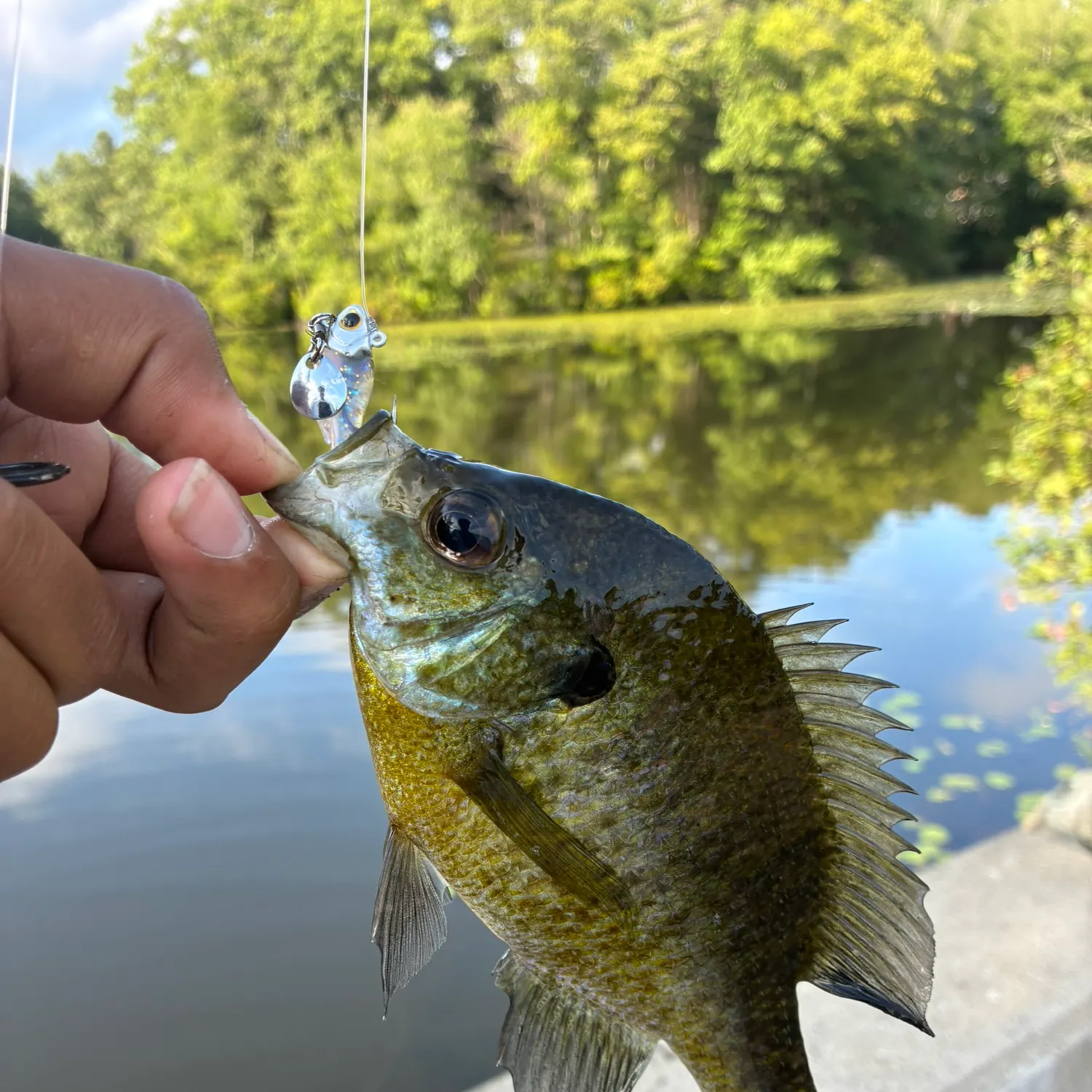 Bluegill caught on Fishbrain