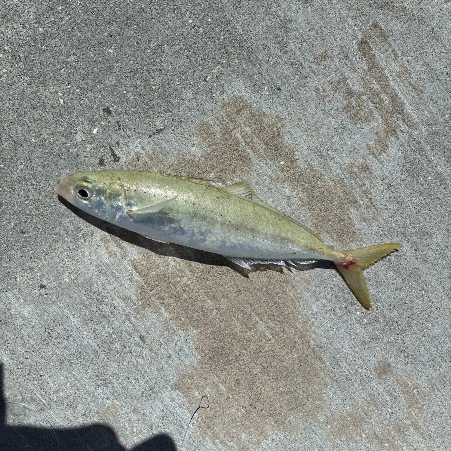 The most recent Round Scad catches on Fishbrain