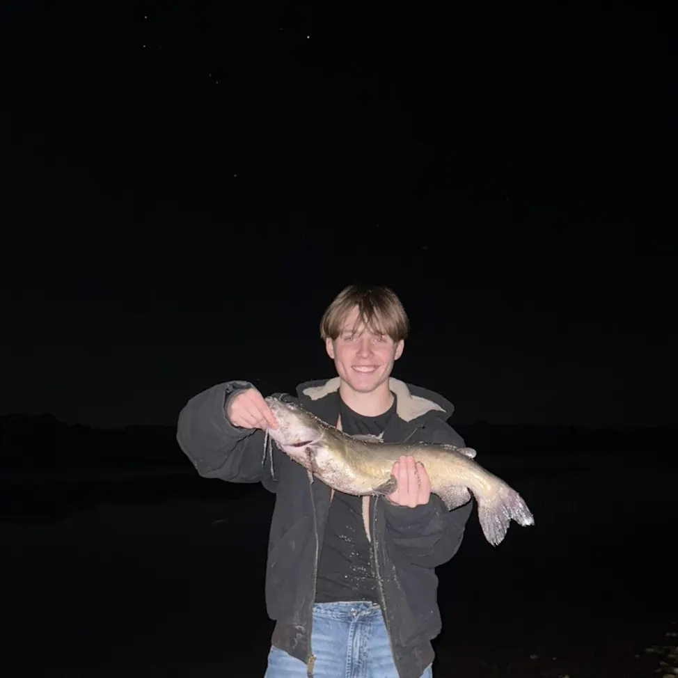 The most recent Channel catfish catches on Fishbrain