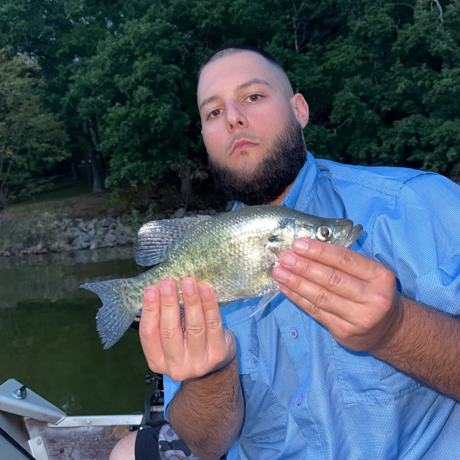White crappie caught on Fishbrain