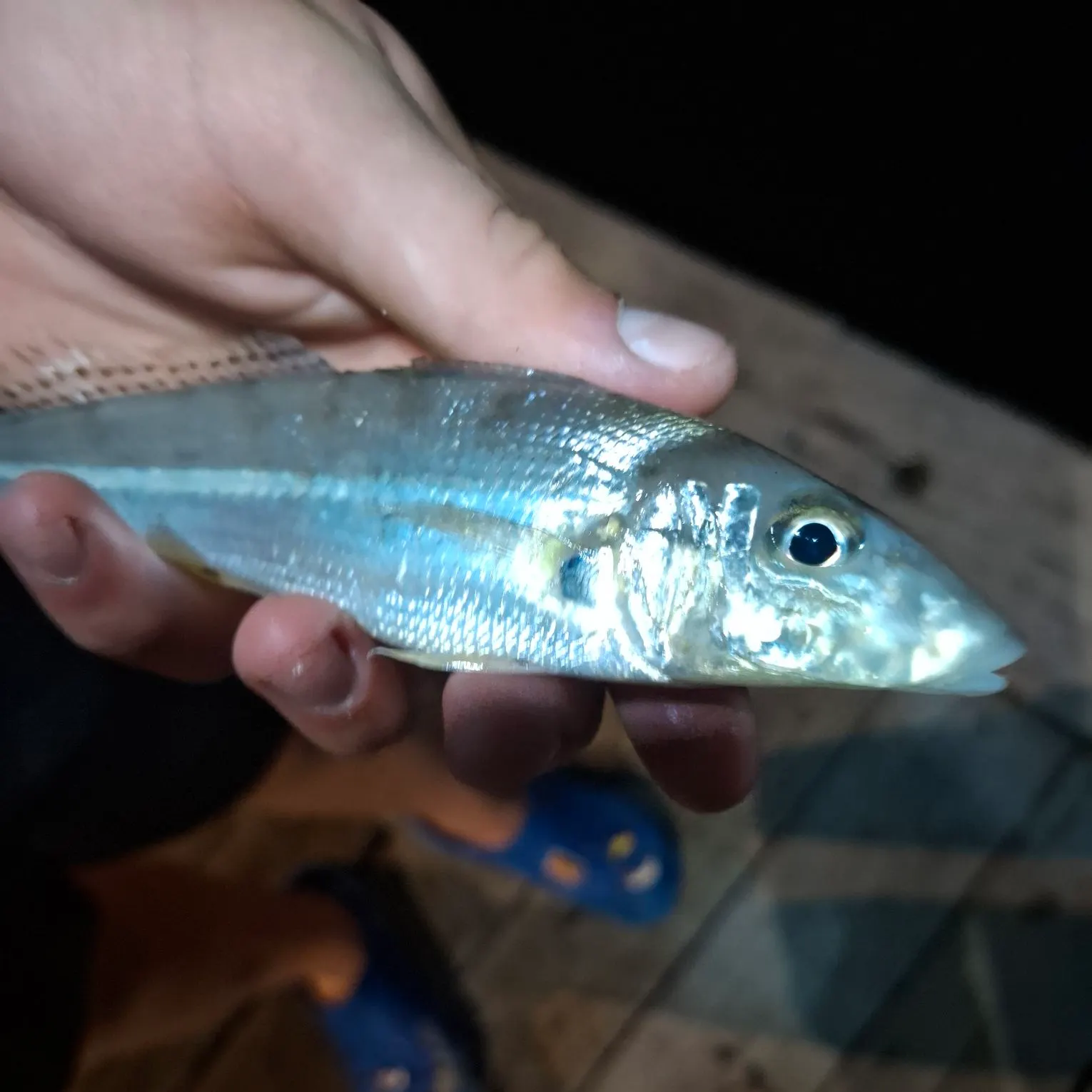 The most recent Western school sillago catches on Fishbrain
