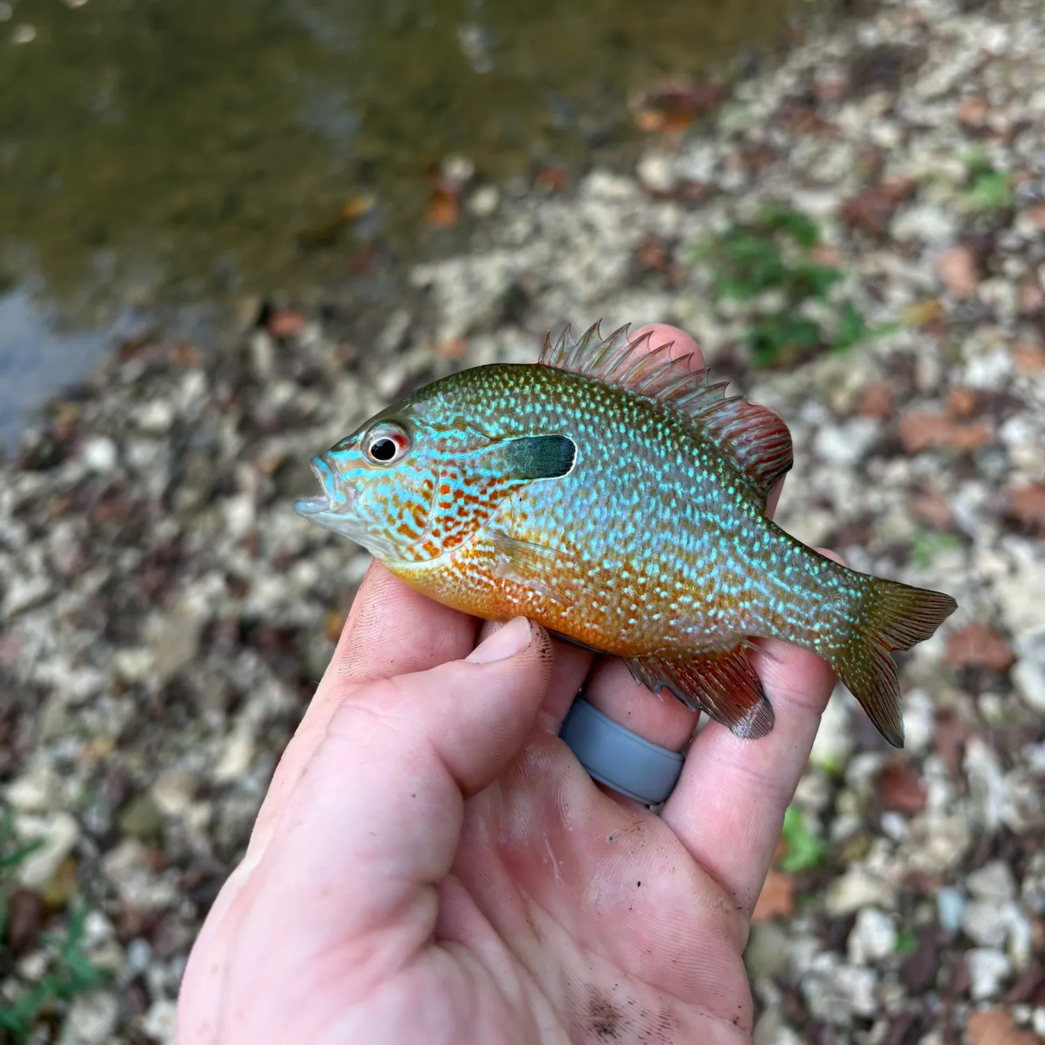 Longear sunfish caught on Fishbrain