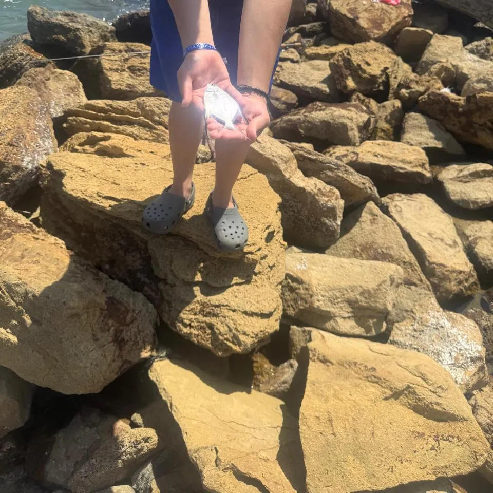 The most recent African pompano catches on Fishbrain