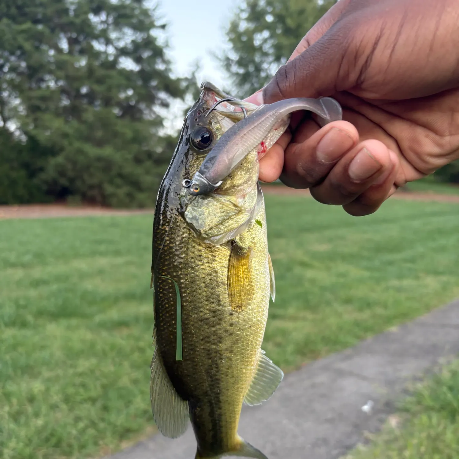 Largemouth bass caught on Fishbrain