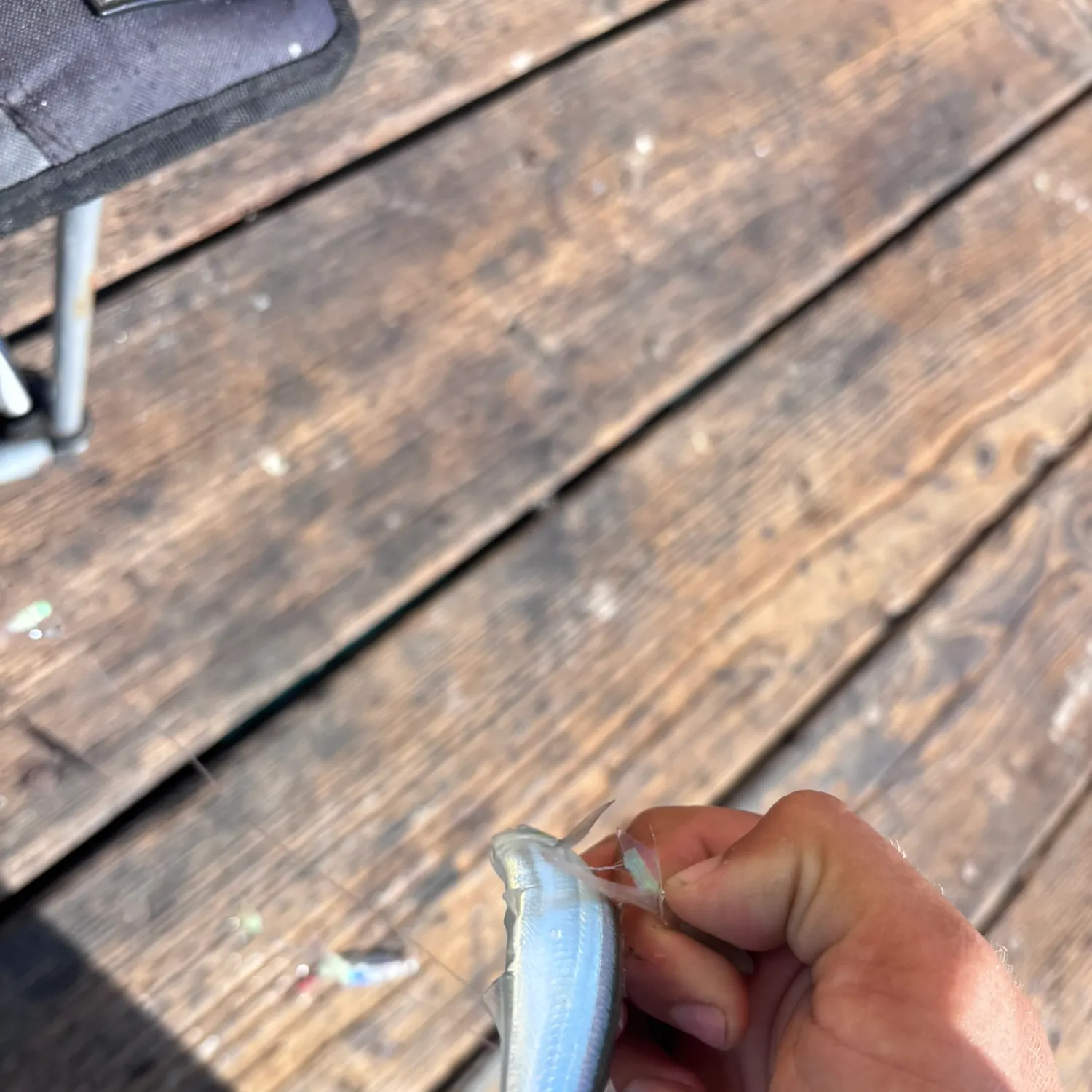 The most recent Topsmelt silverside catches on Fishbrain