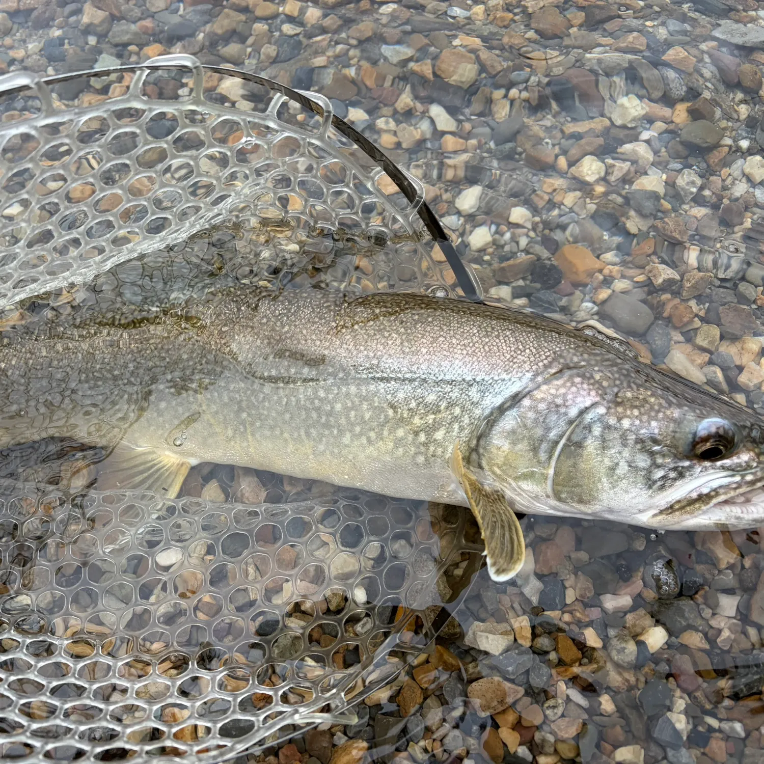Lake char caught on Fishbrain