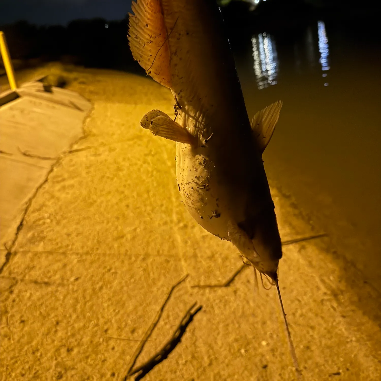 Channel catfish caught on Fishbrain