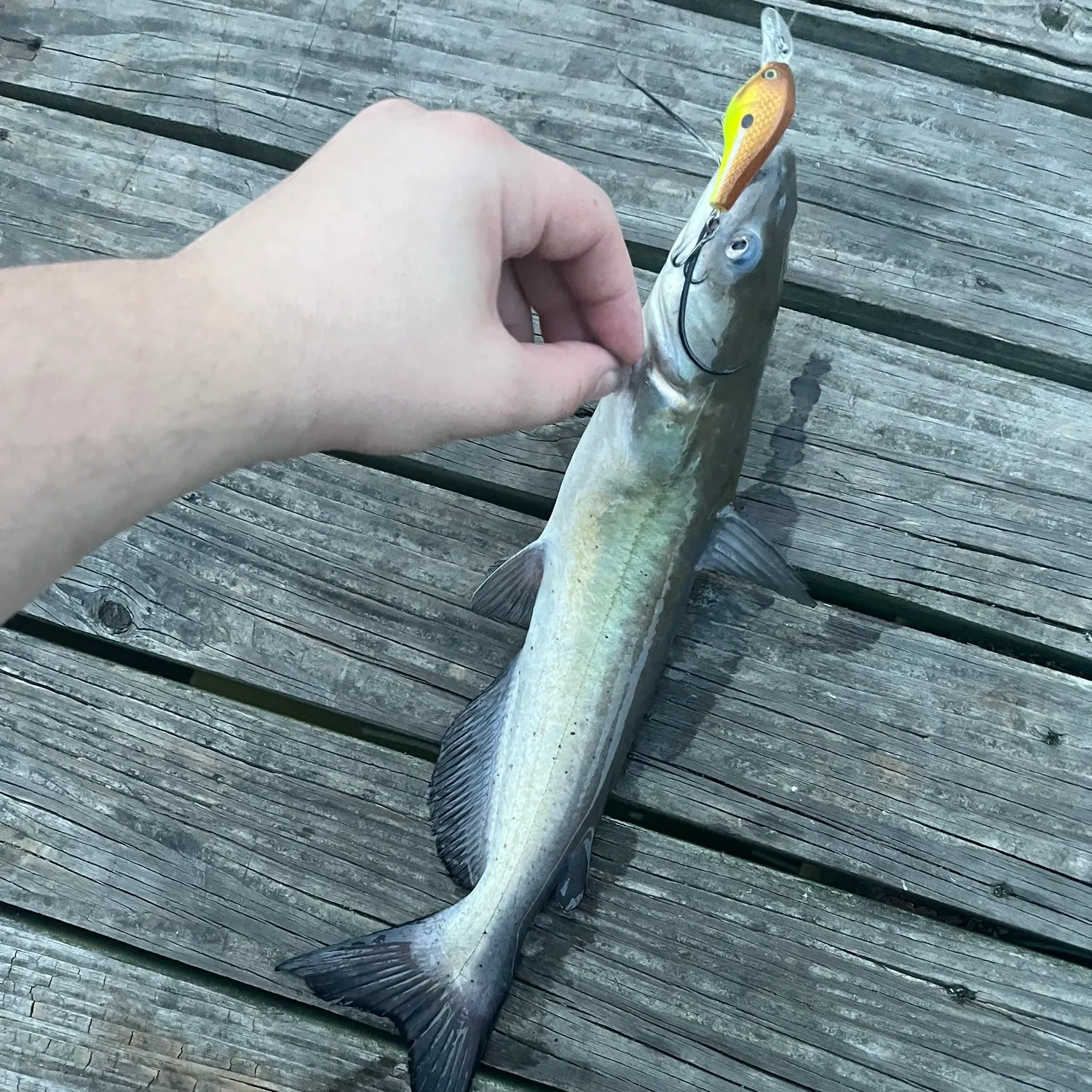 Channel catfish caught on Fishbrain
