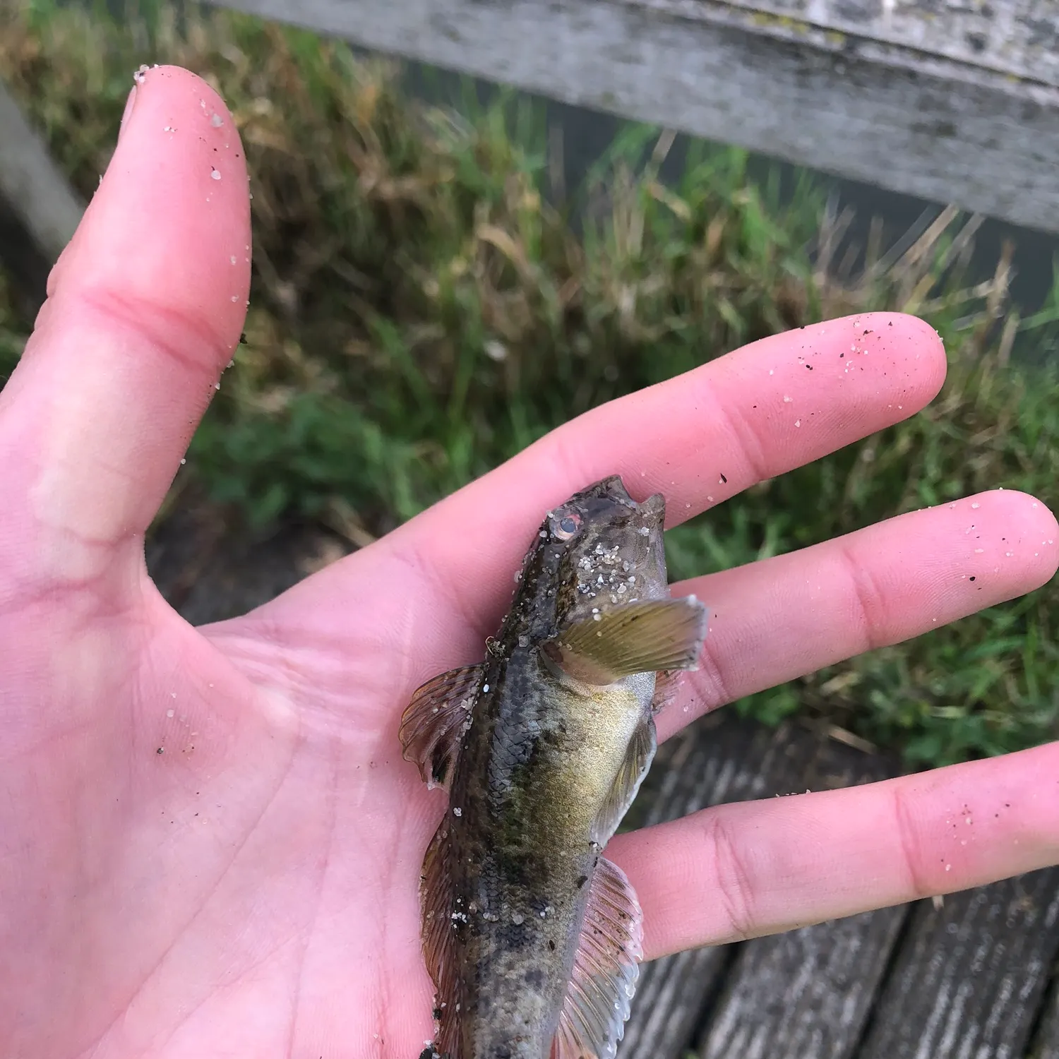 most liked catch image
