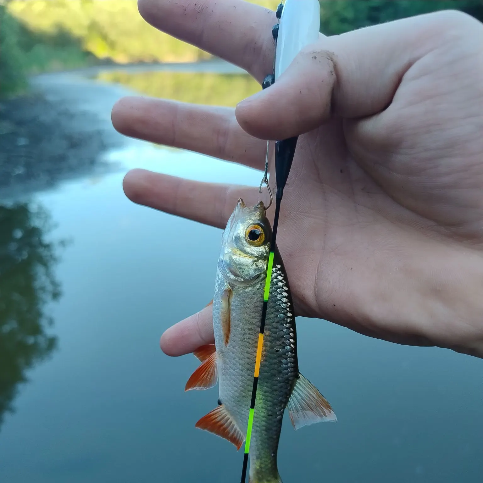 Common roach caught on Fishbrain