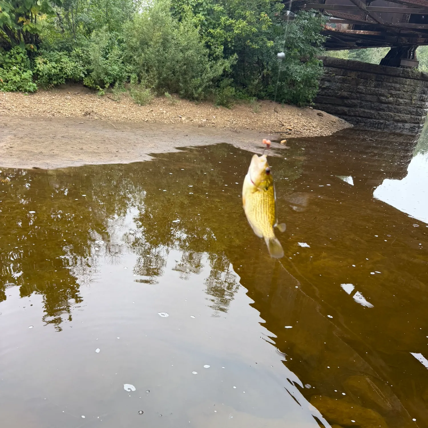 Rock bass caught on Fishbrain