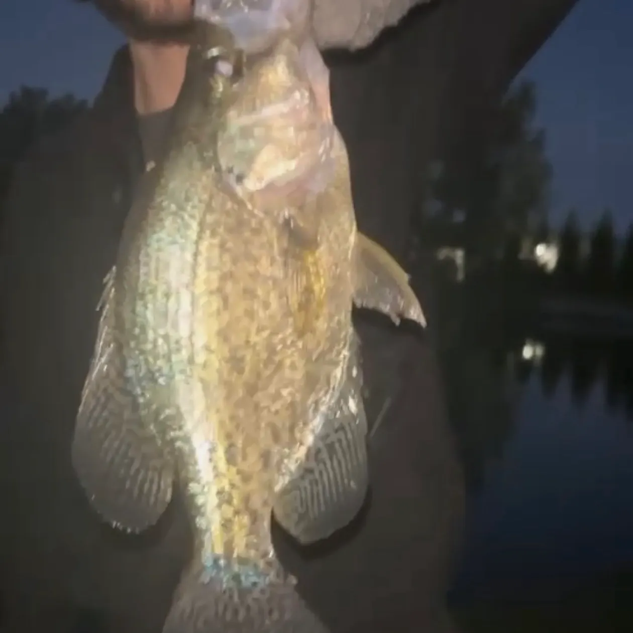 Black crappie caught on Fishbrain