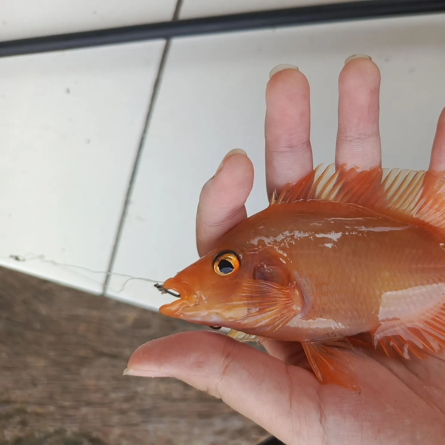 The most recent Nile tilapia catches on Fishbrain