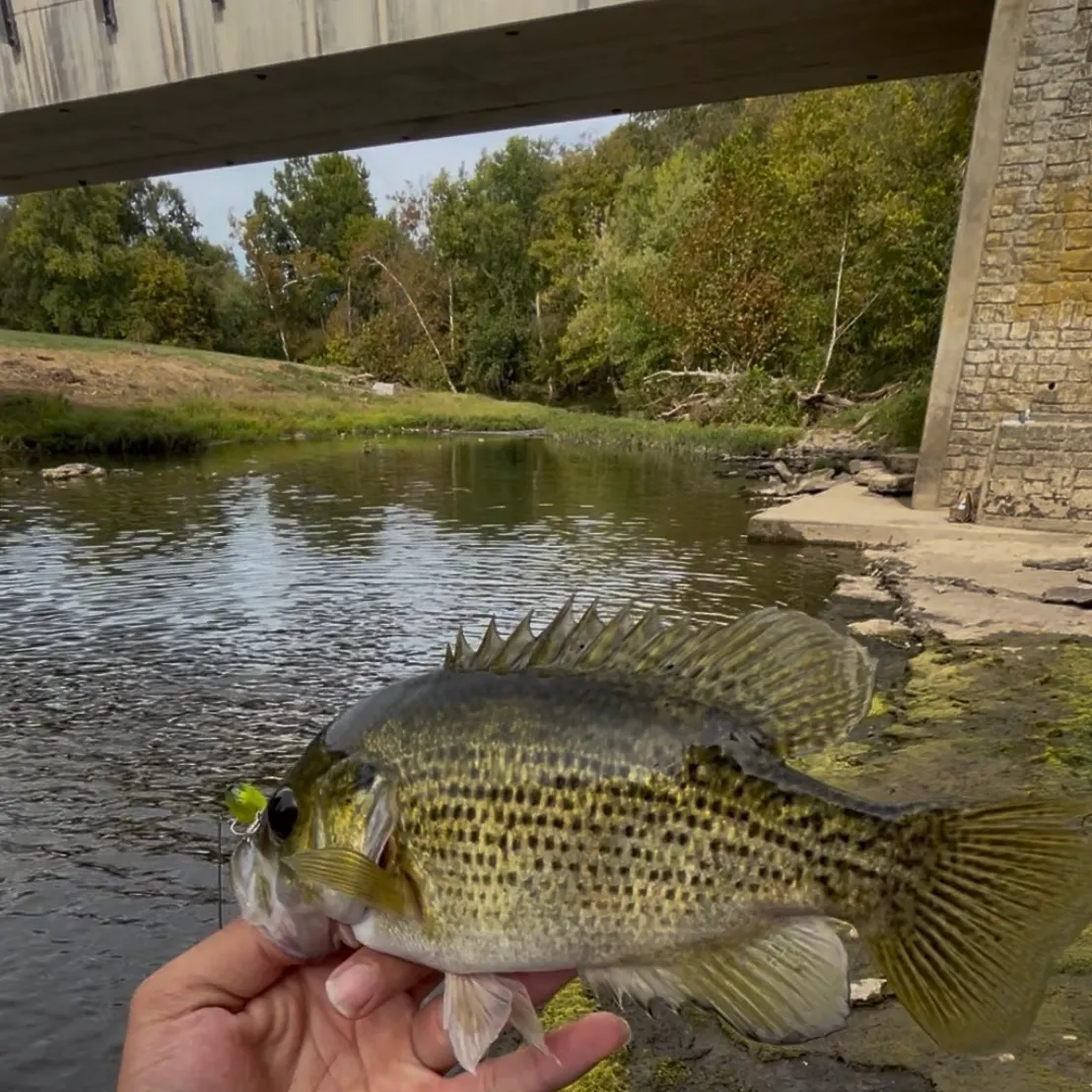 Rock bass caught on Fishbrain