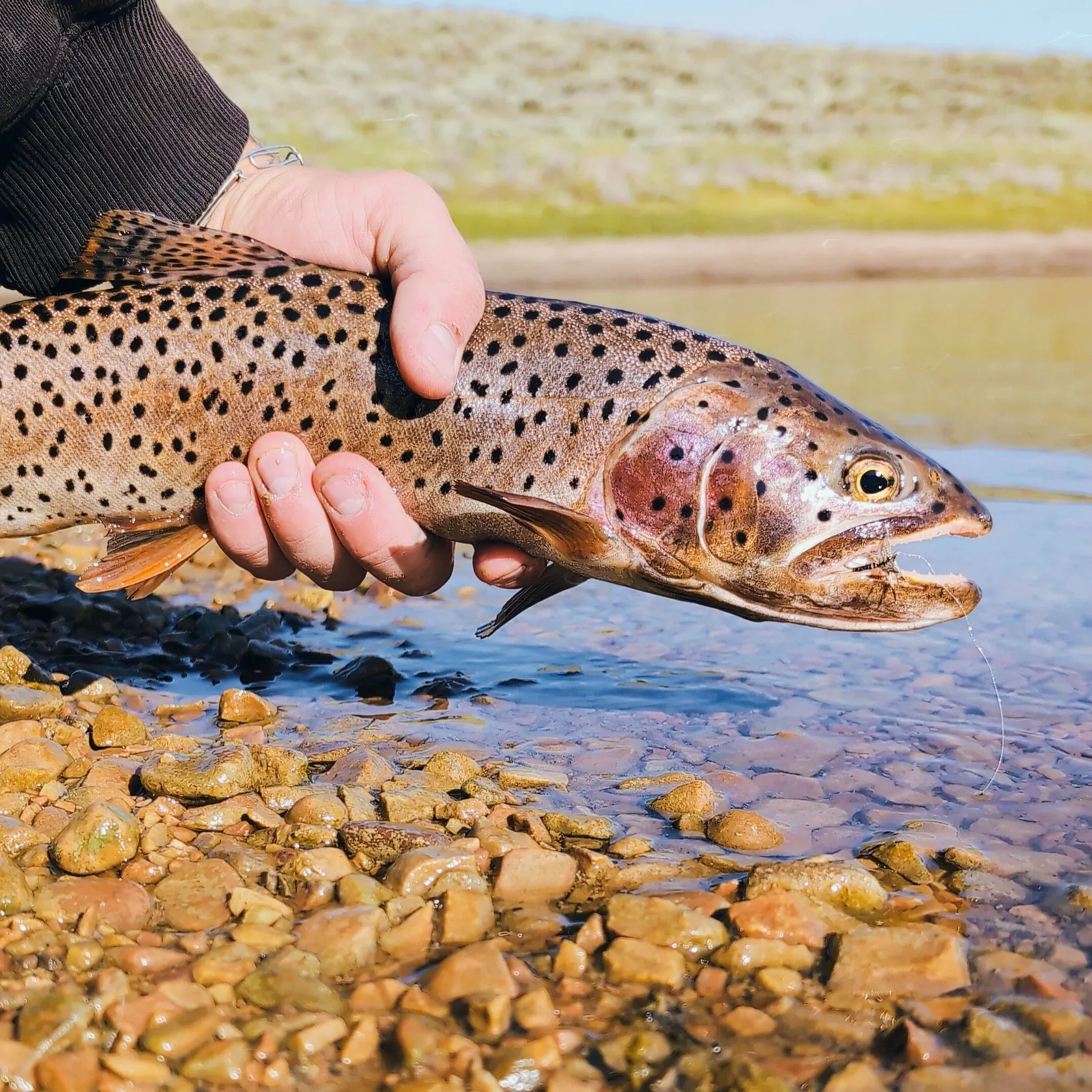 The most recent Bear Lake cutthroat trout catches on Fishbrain