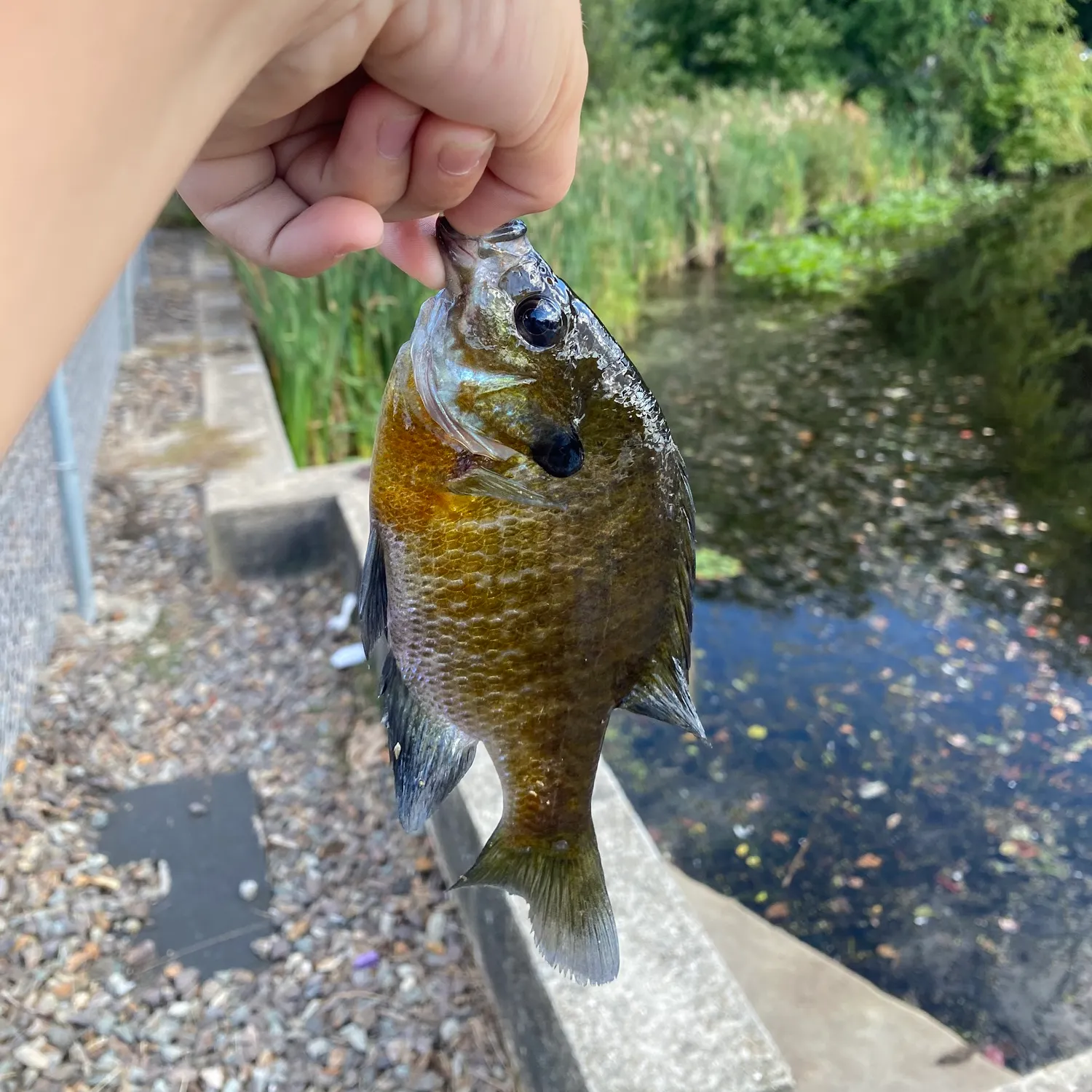 Bluegill caught on Fishbrain