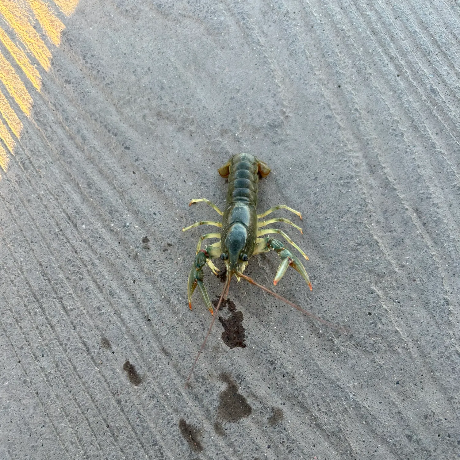 The most recent Rusty crayfish catches on Fishbrain