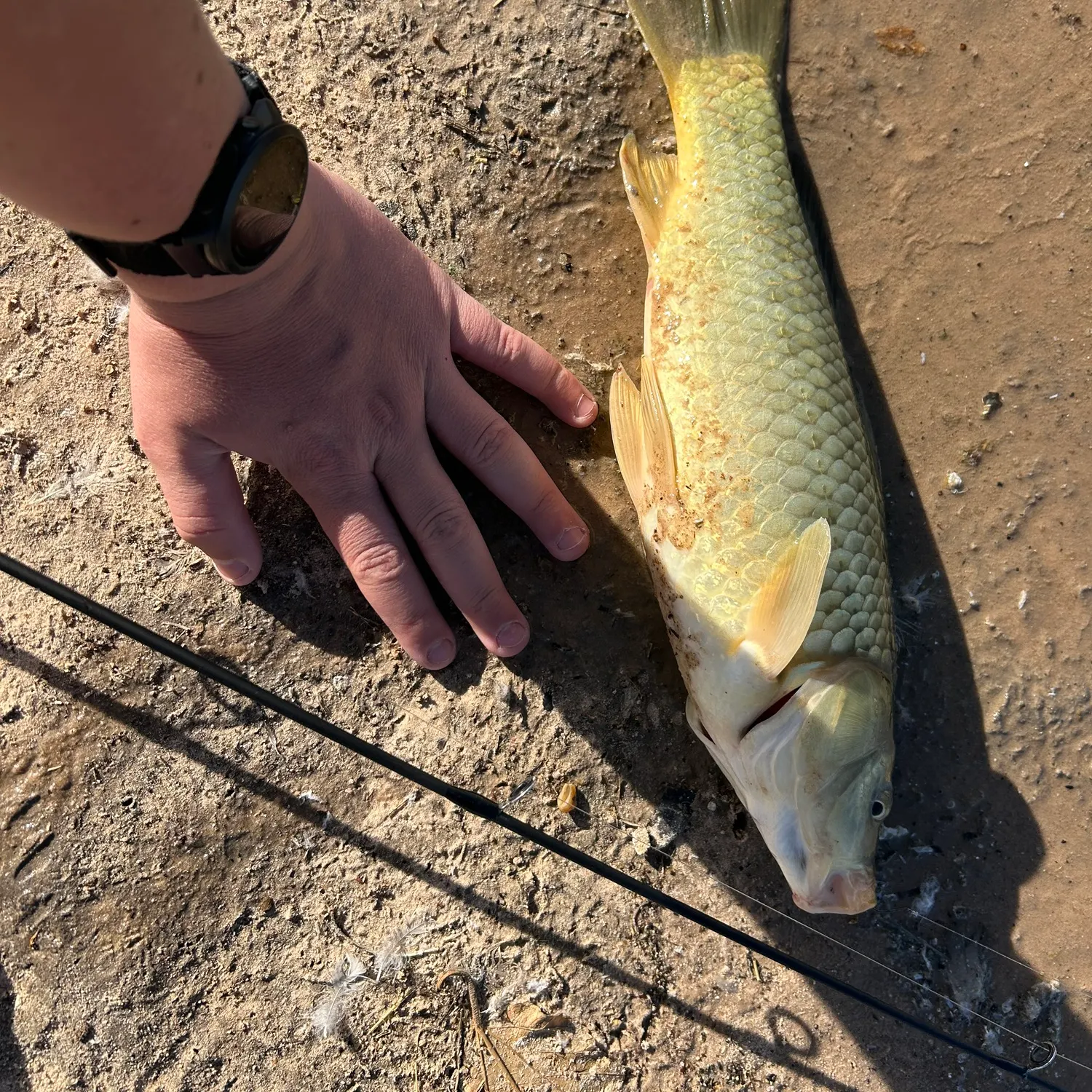 The most recent Ghost carp catches on Fishbrain