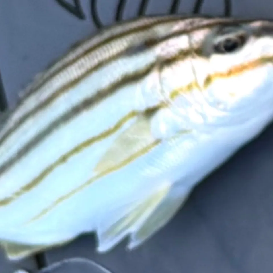 The most recent Eastern striped grunter catches on Fishbrain