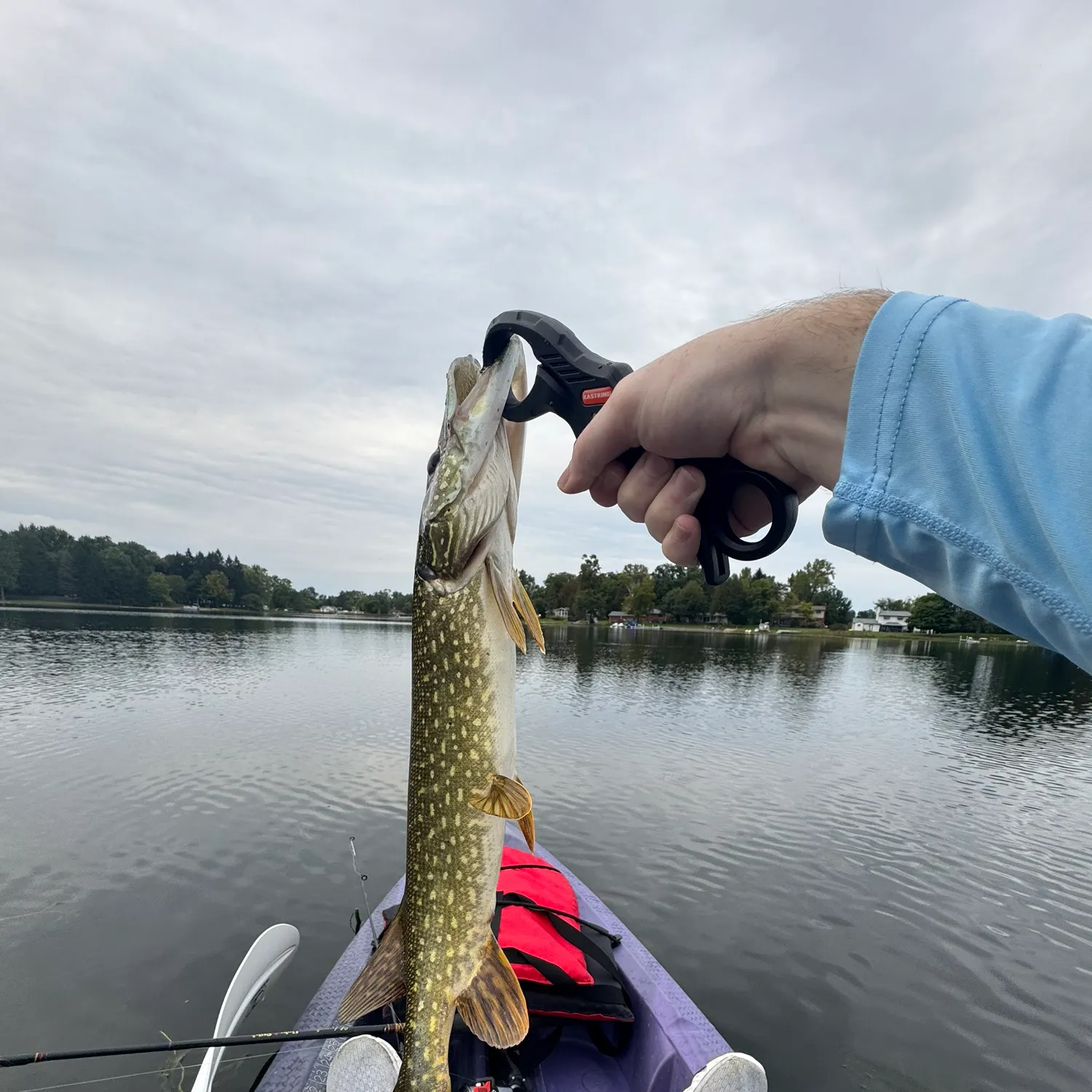Northern pike caught on Fishbrain